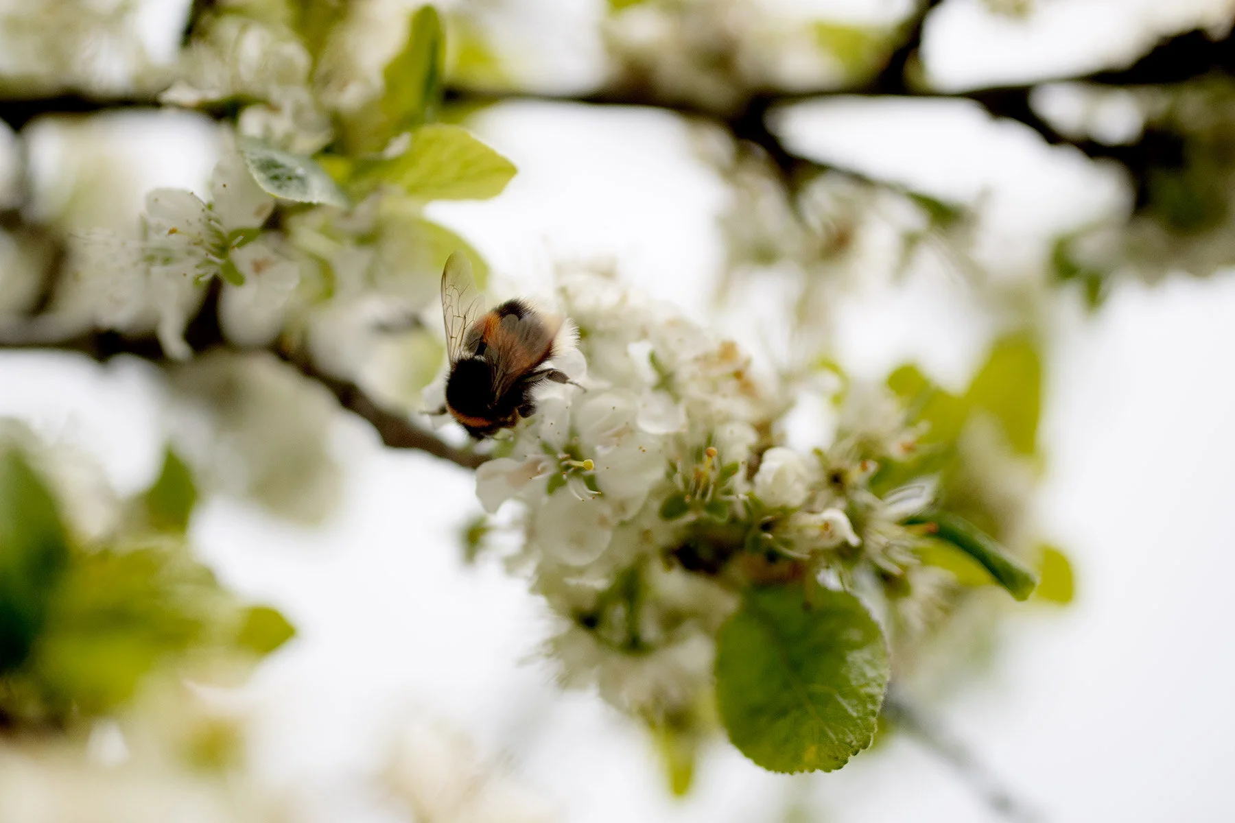 blogg-210516tradgardsfix9.jpg
