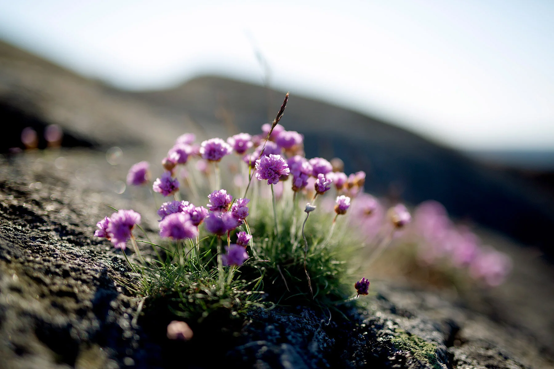 blogg-210529sunnero11.jpg