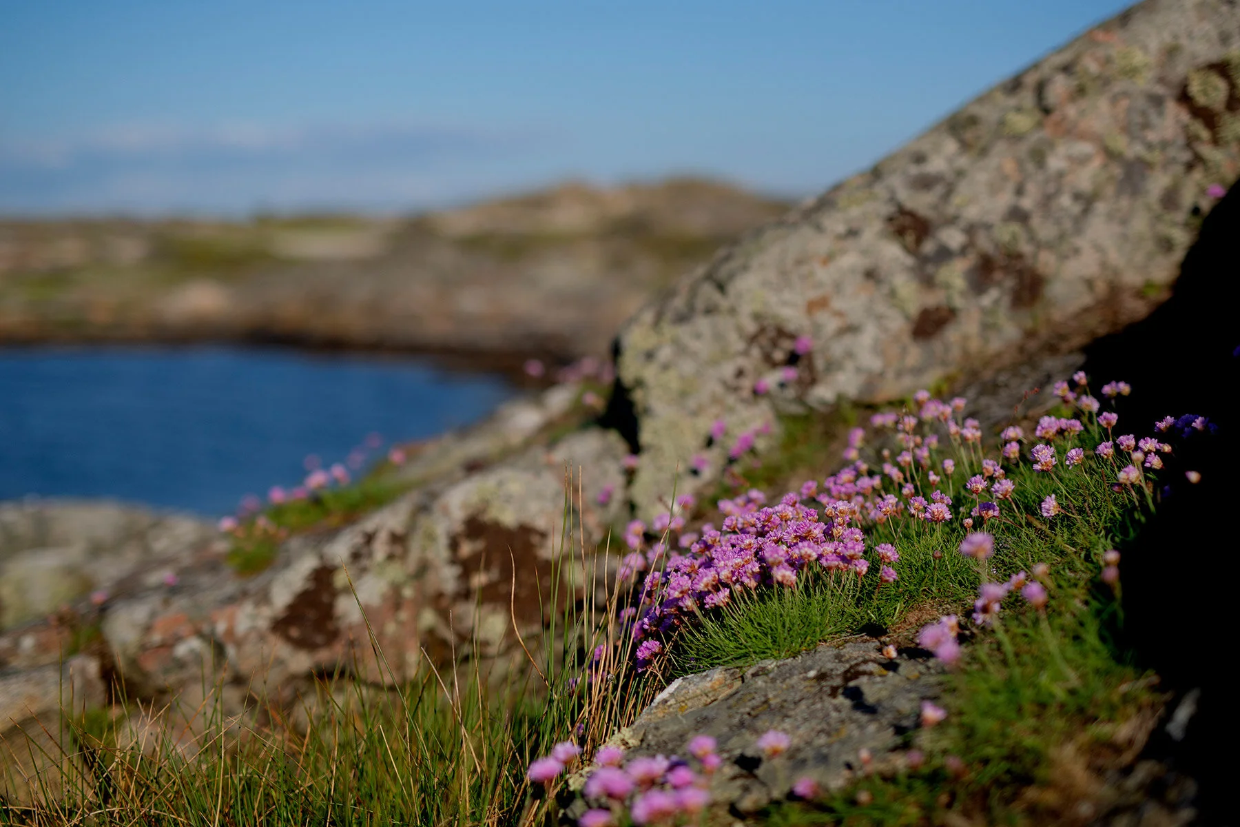 blogg-210529sunnero16.jpg
