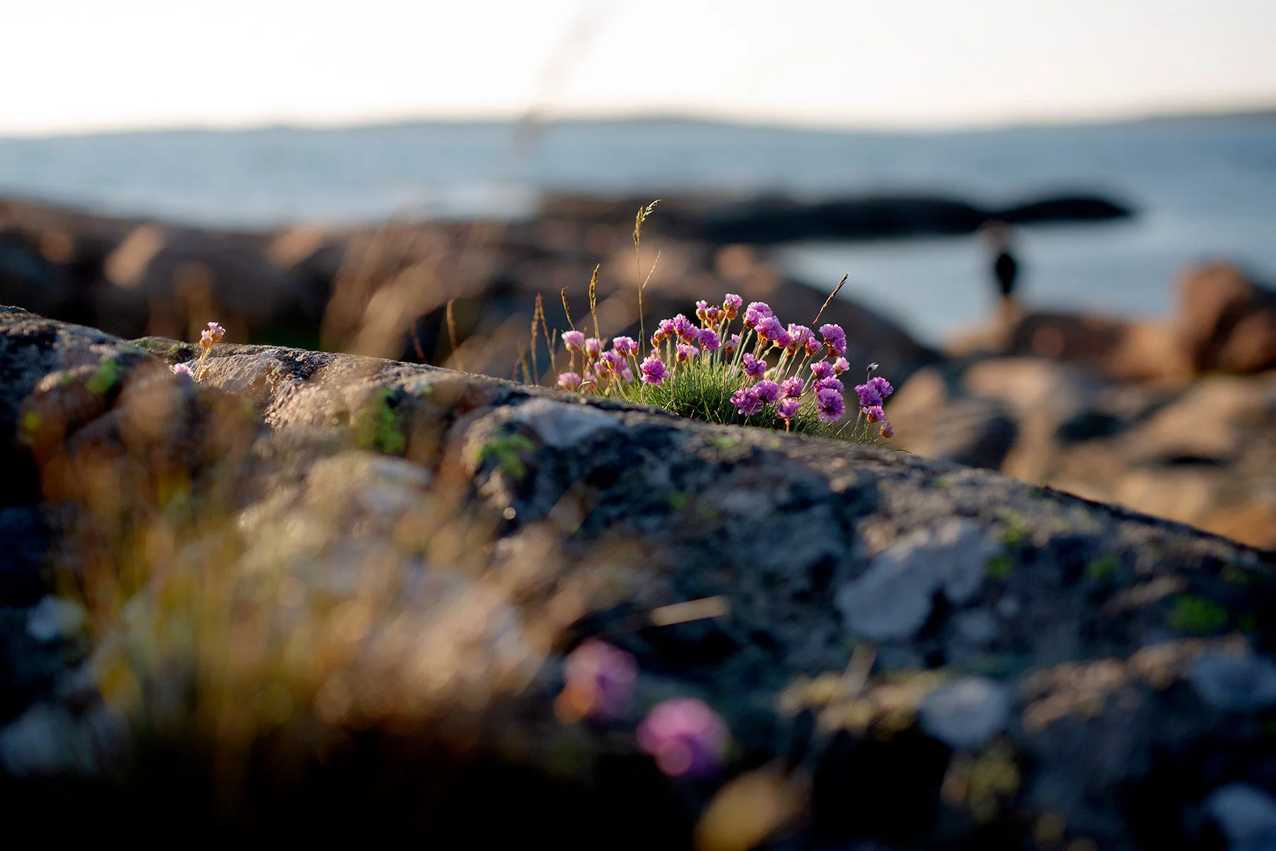 blogg-210529sunnero26.jpg