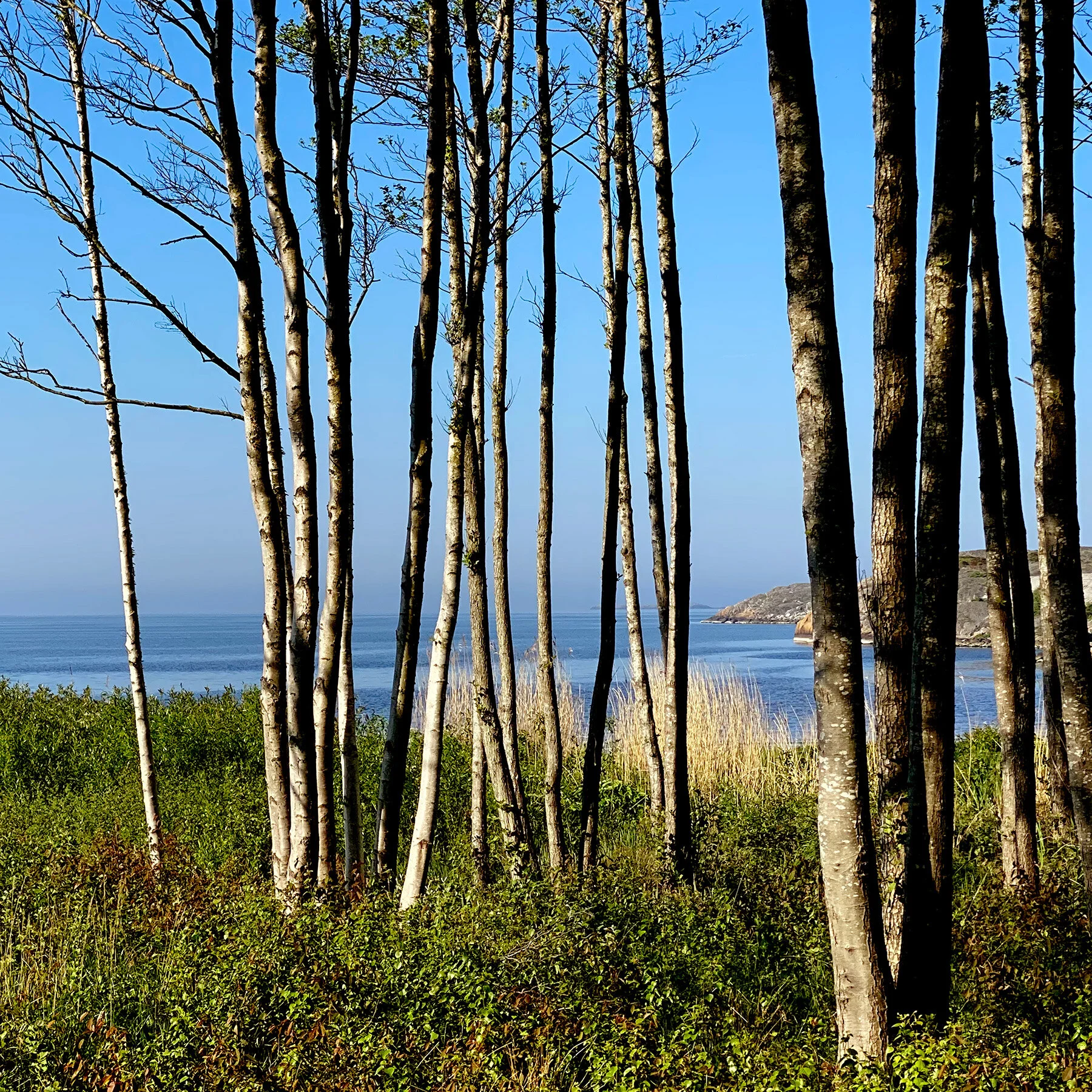blogg-210531promenad3.jpg