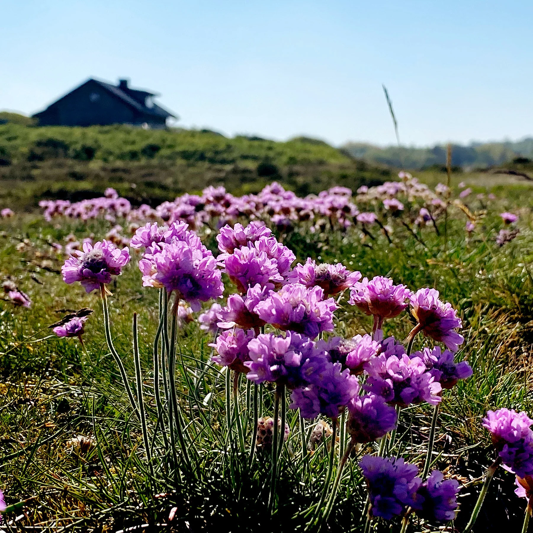 blogg-210531promenad6.jpg