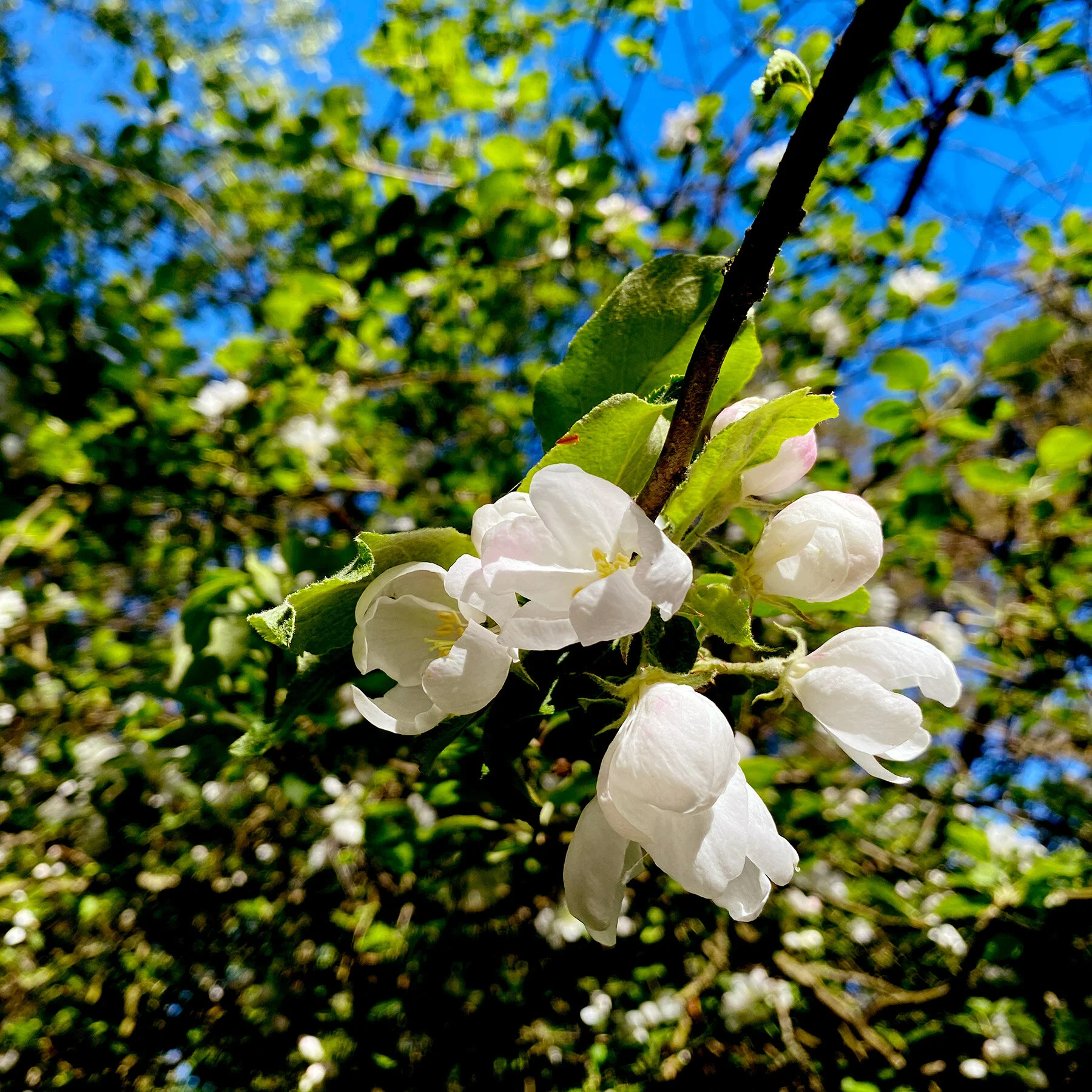 blogg-210531promenad8.jpg