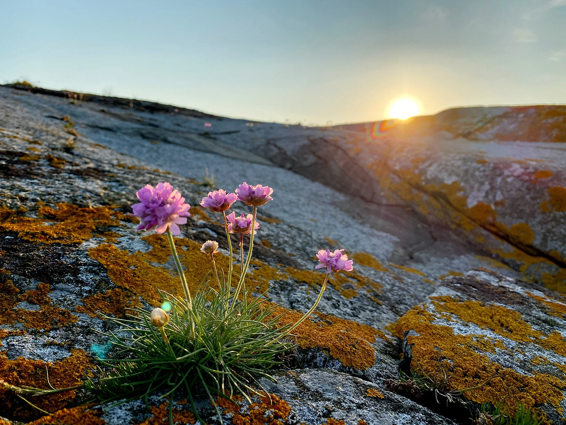 blogg-210604pippitillnordo14.jpg