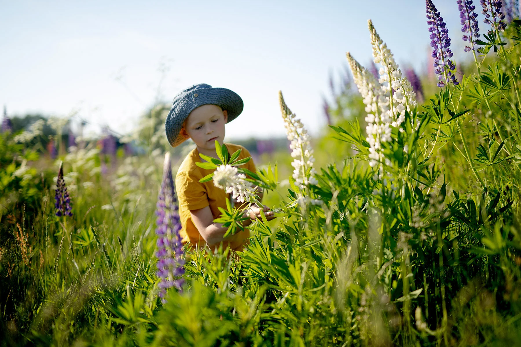 blogg-210610lupinplock2.jpg