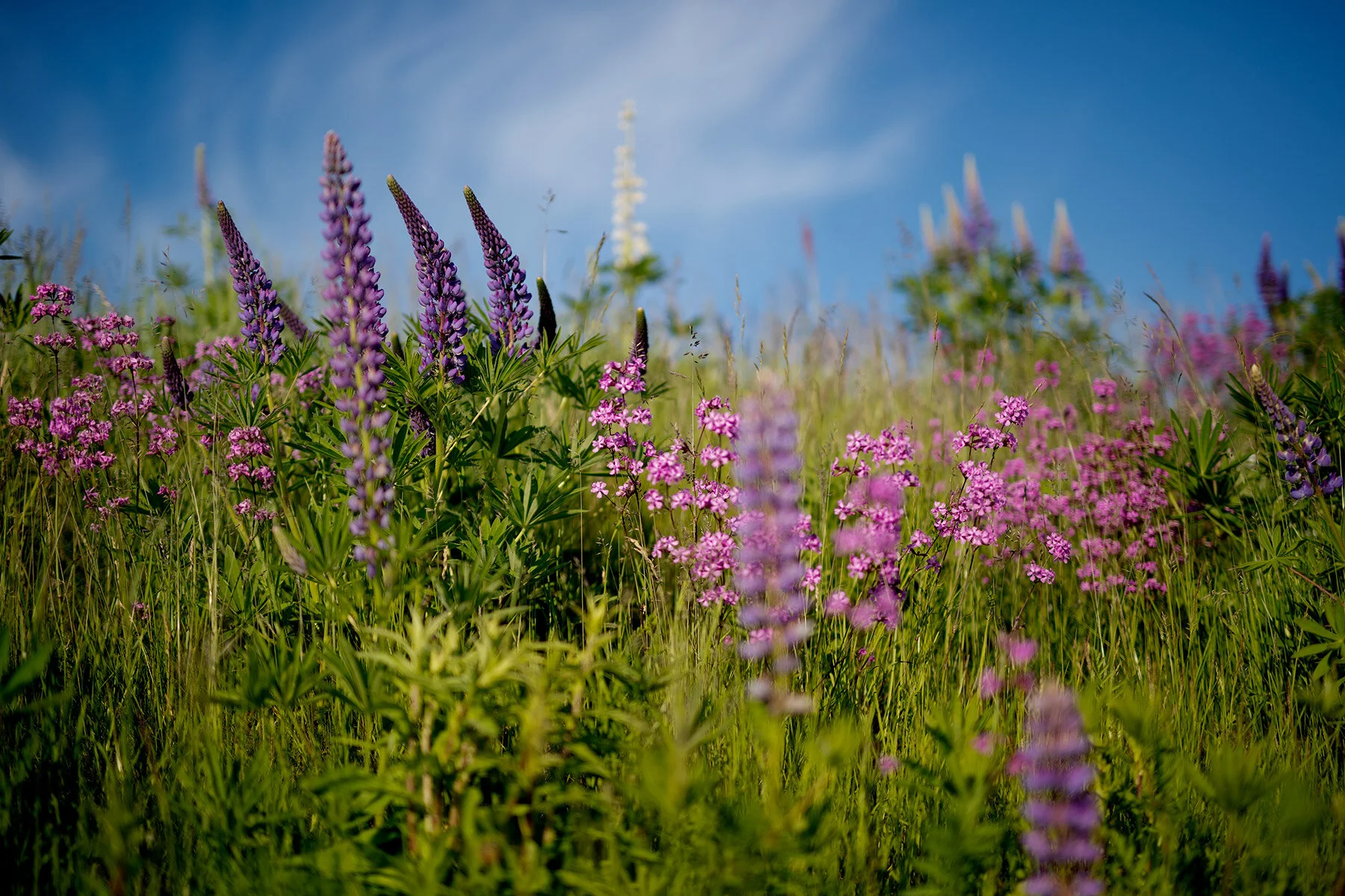 blogg-210610lupinplock3.jpg