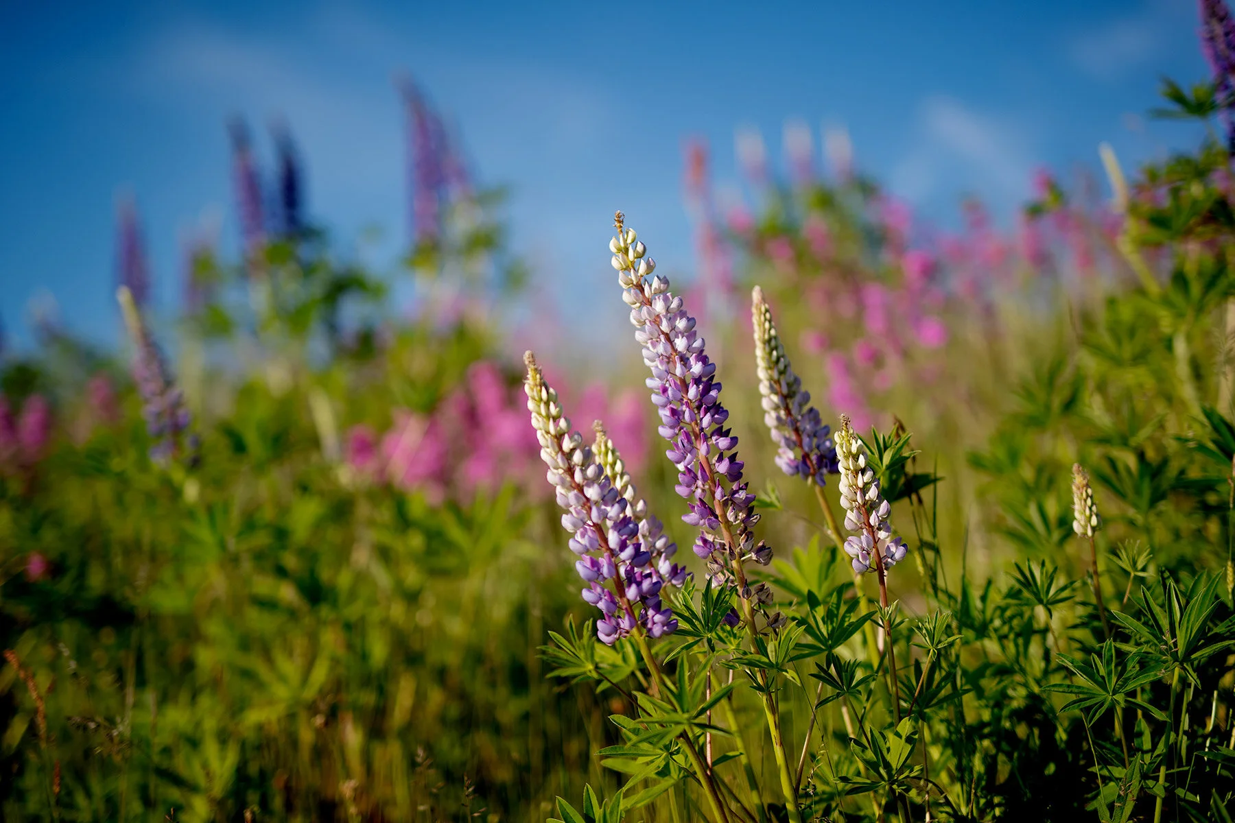 blogg-210610lupinplock5.jpg