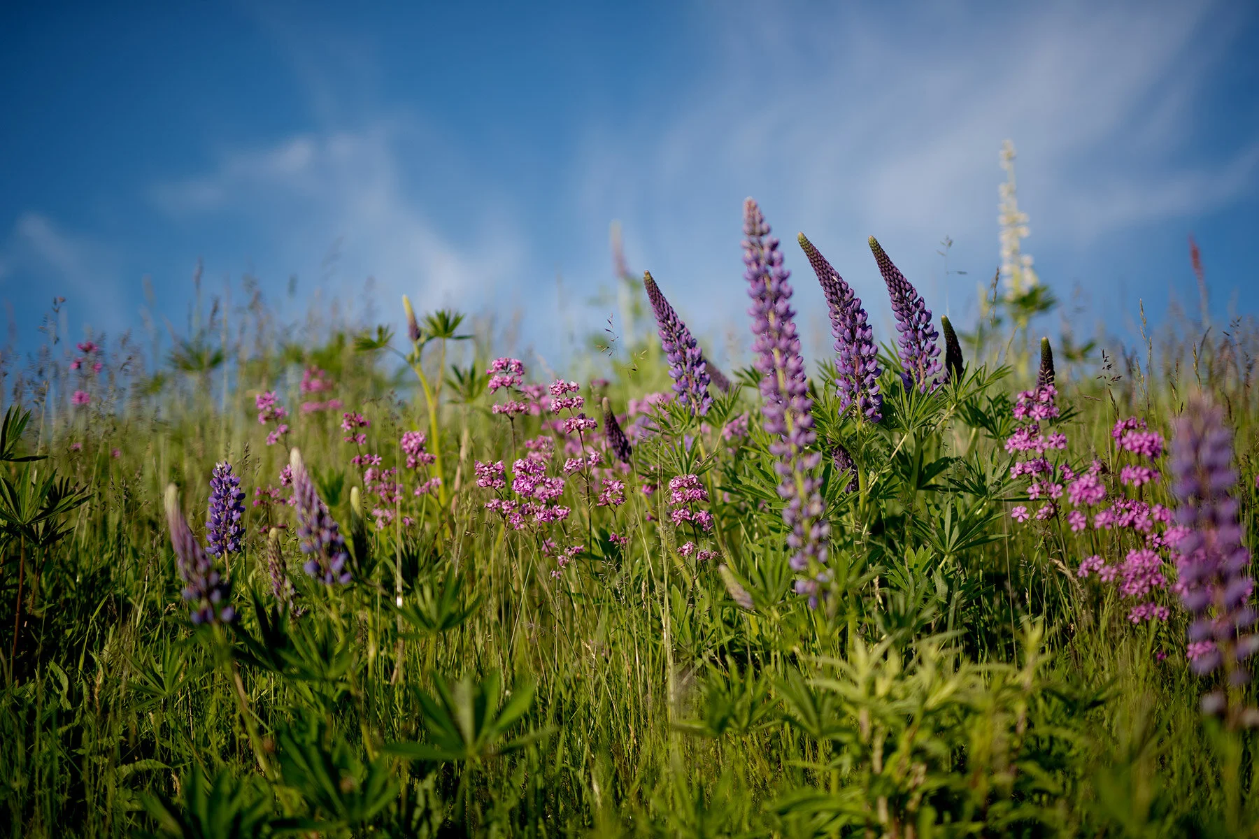 blogg-210610lupinplock7.jpg