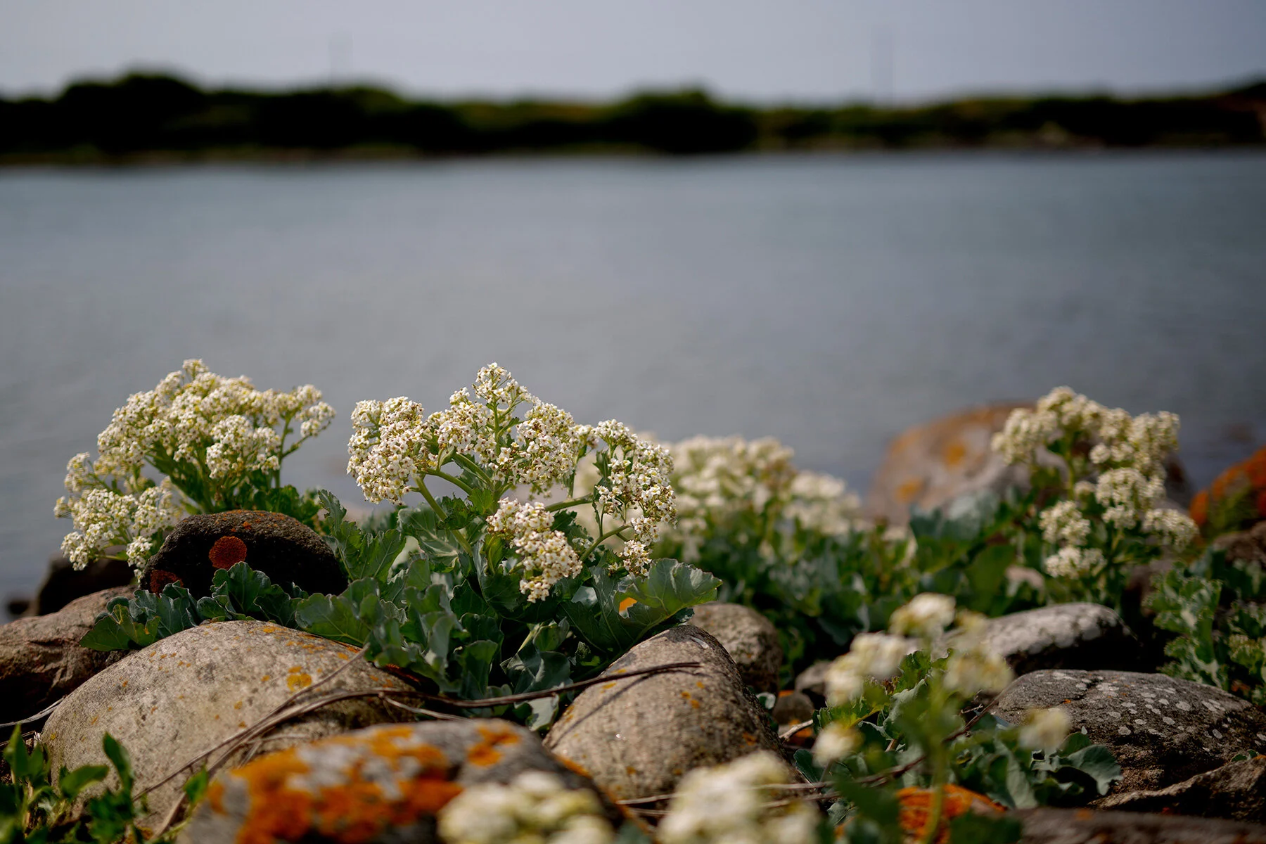 blogg-210617fyrenbryggan35.jpg