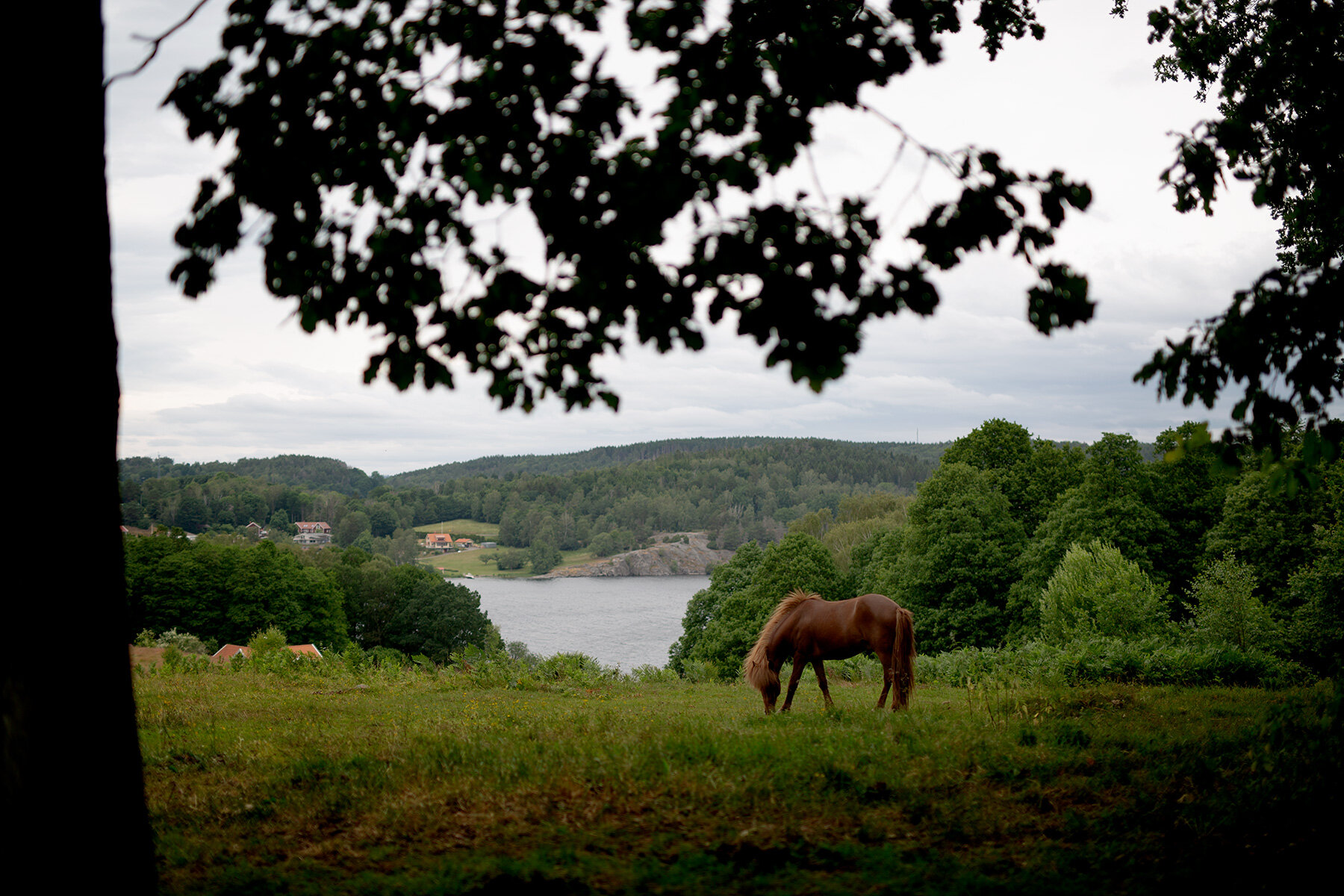 blogg-210701fjarasbracka16.jpg