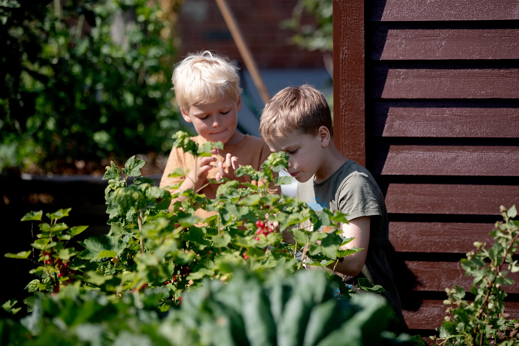 blogg-210702tradgarden4.jpg