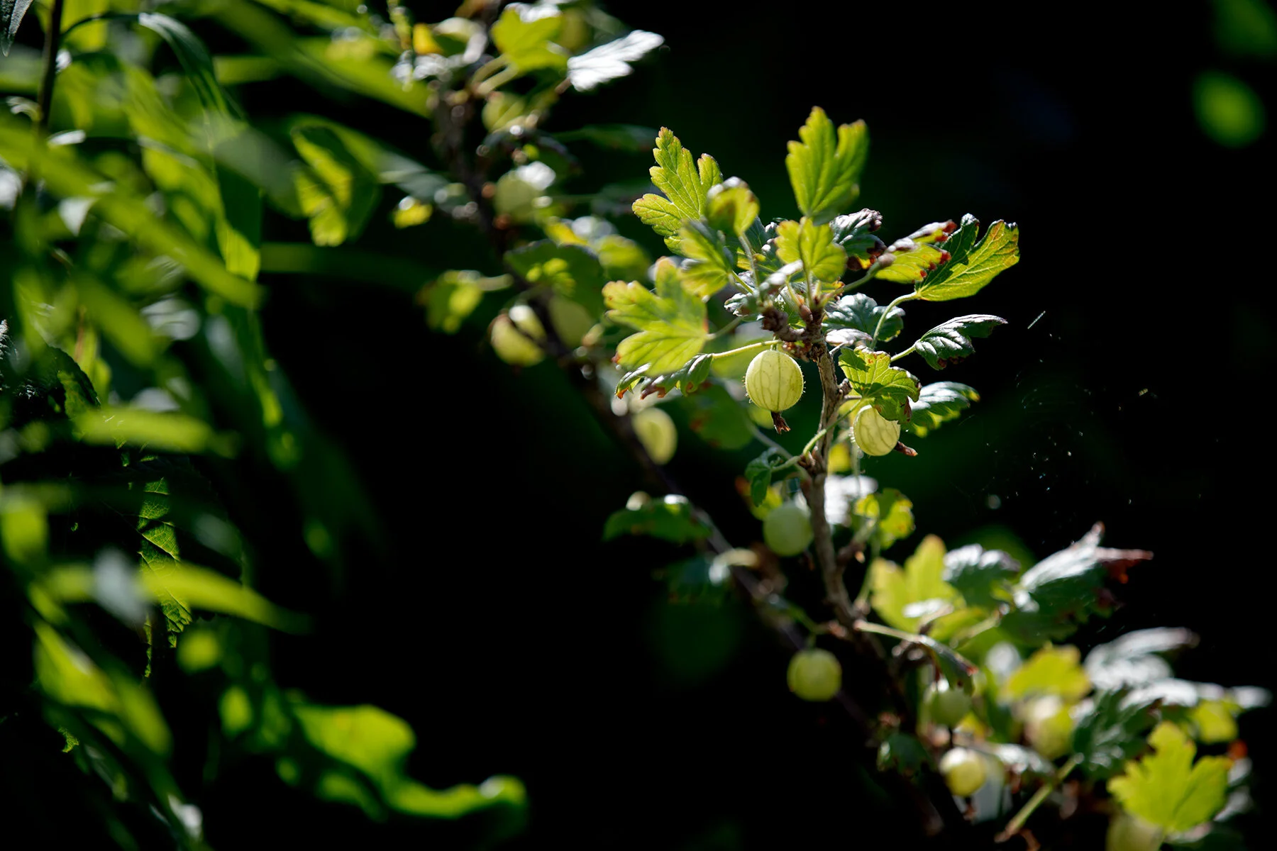 blogg-210702tradgarden5.jpg