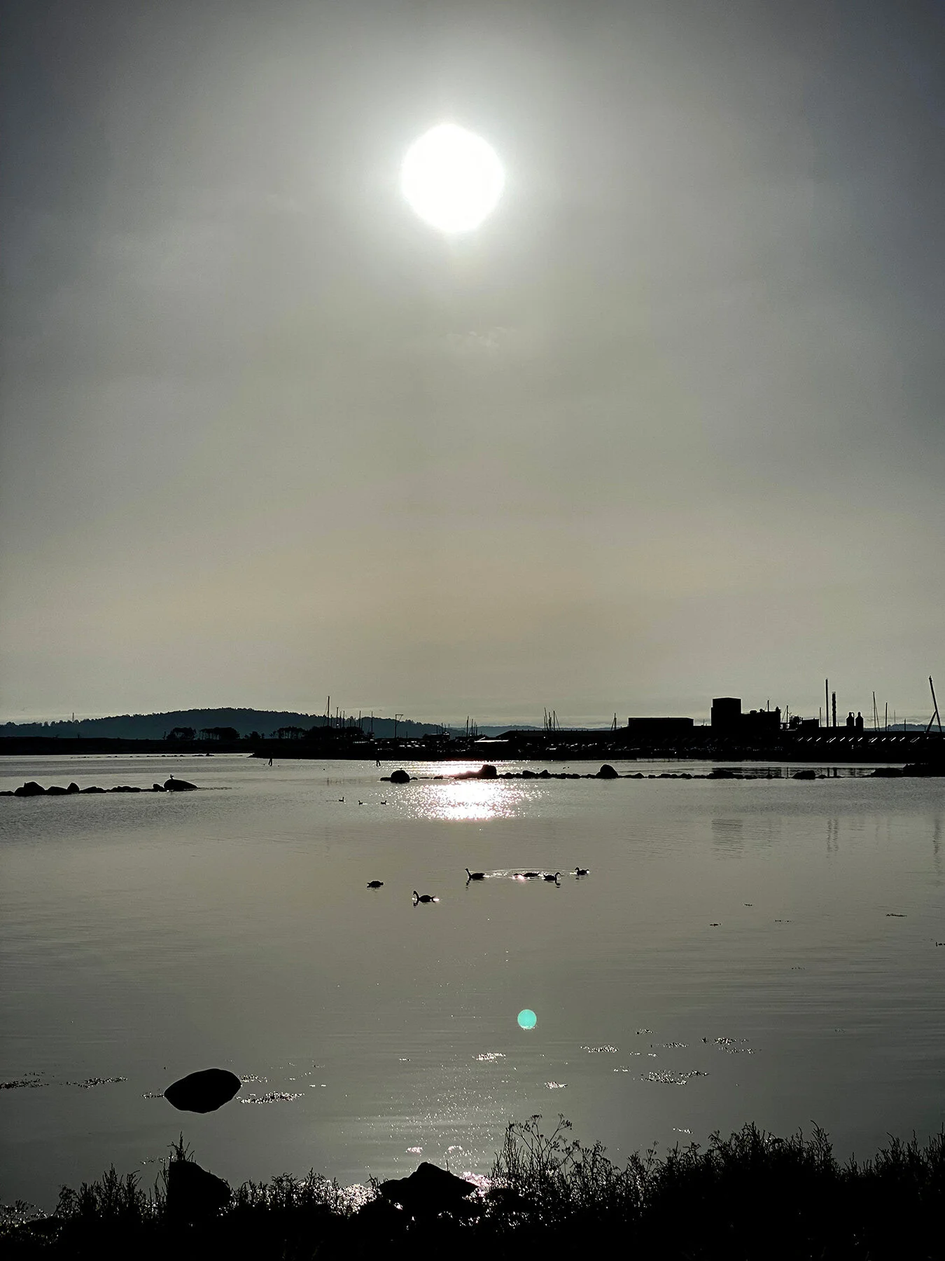 blogg-210717morgondoppfyren6.jpg