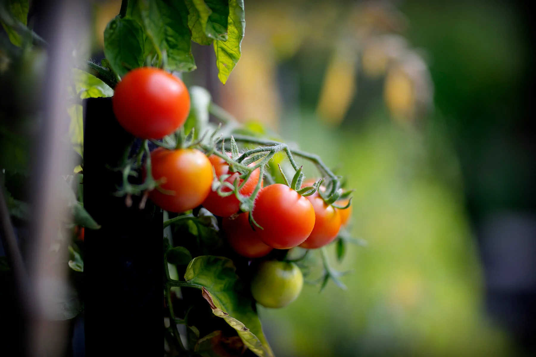 Tomatskörd