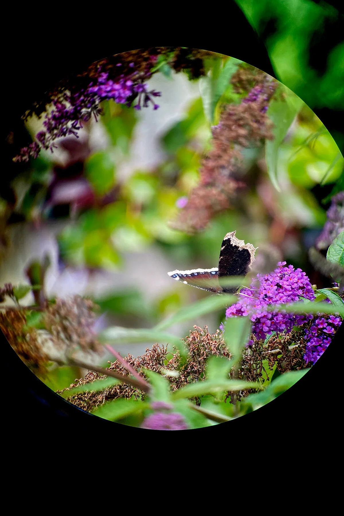 blogg-210811naturumgetteron22.jpg