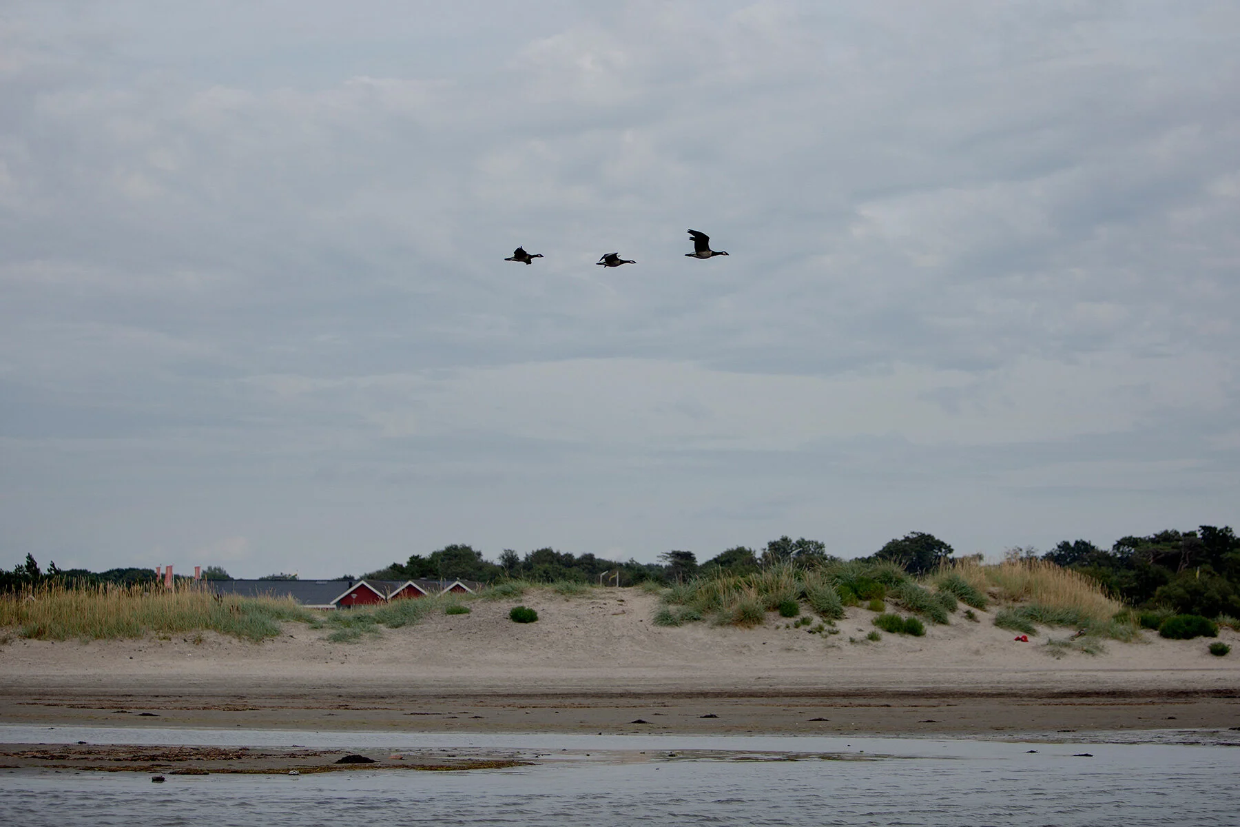 blogg-210813bjorkang4.jpg