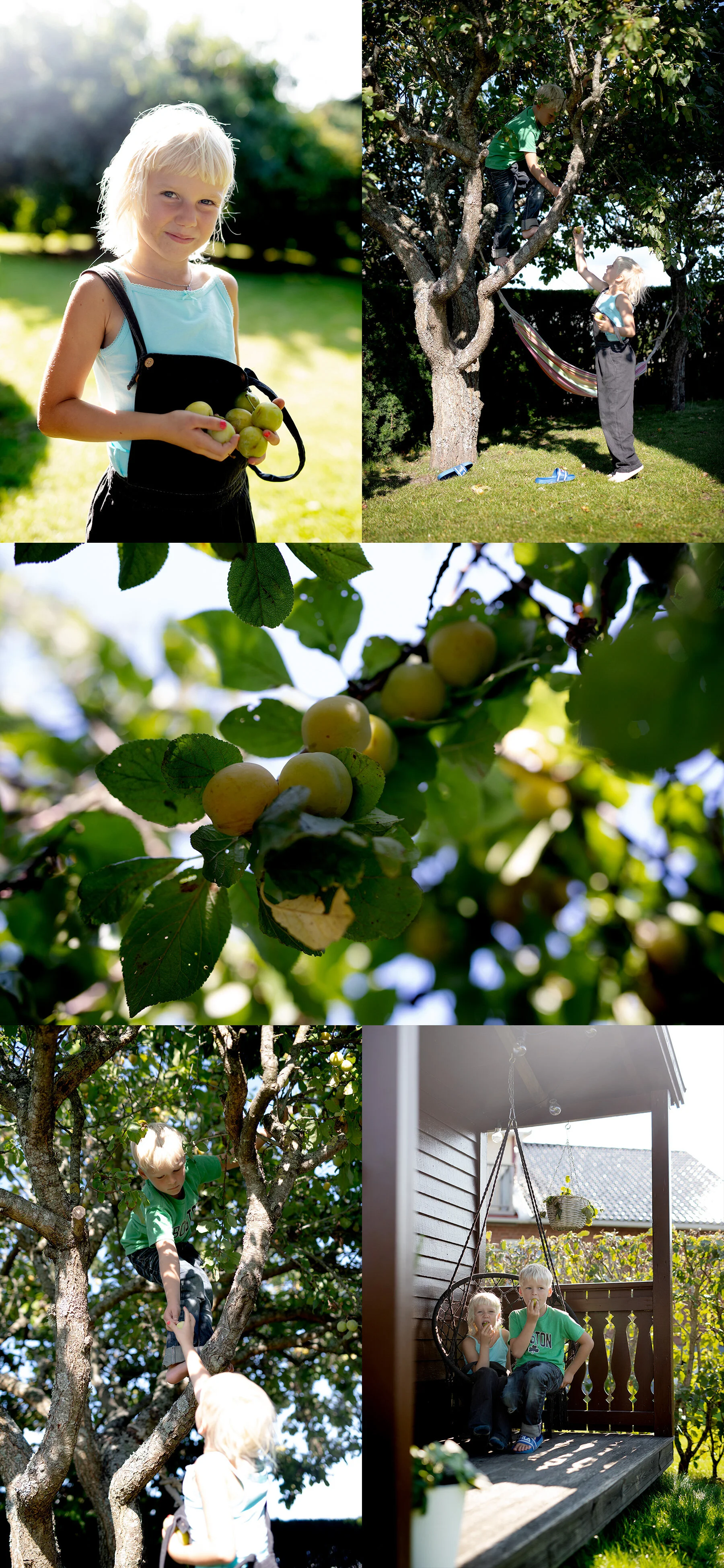 Plommonsommar