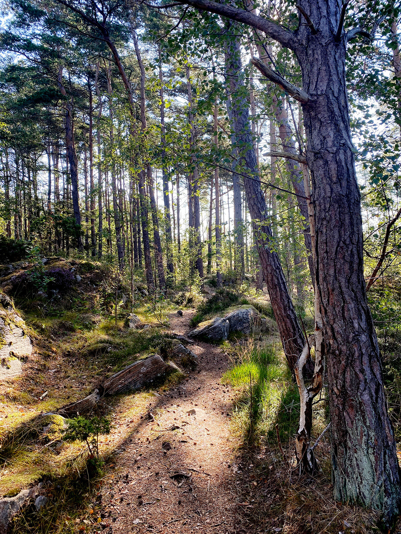 blogg-210831springaiskogen2.jpg