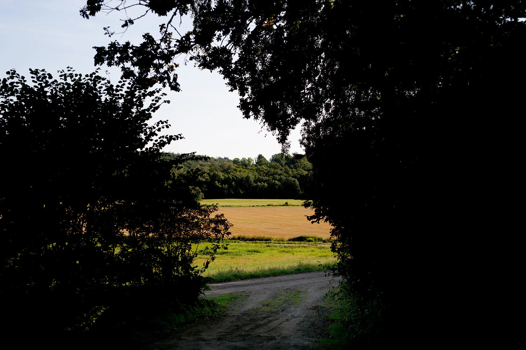 blogg-210931svampskogfarmor15.jpg