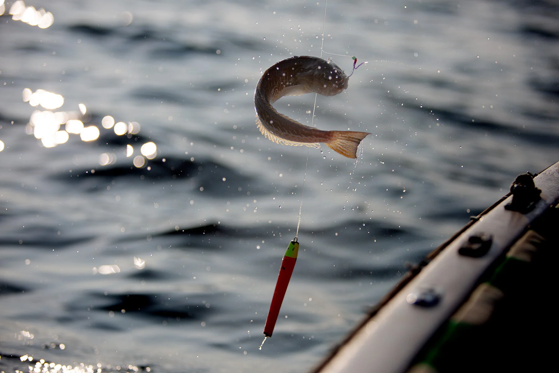 blogg-210909makrillfiske13.jpg