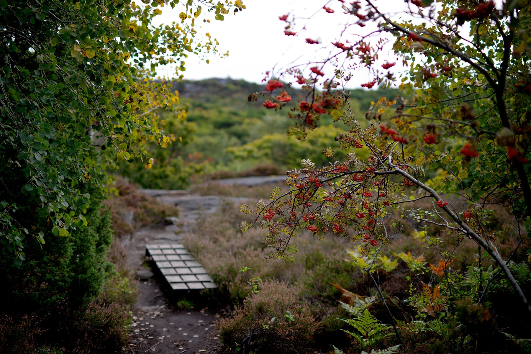 blogg-210919koopromenad16.jpg