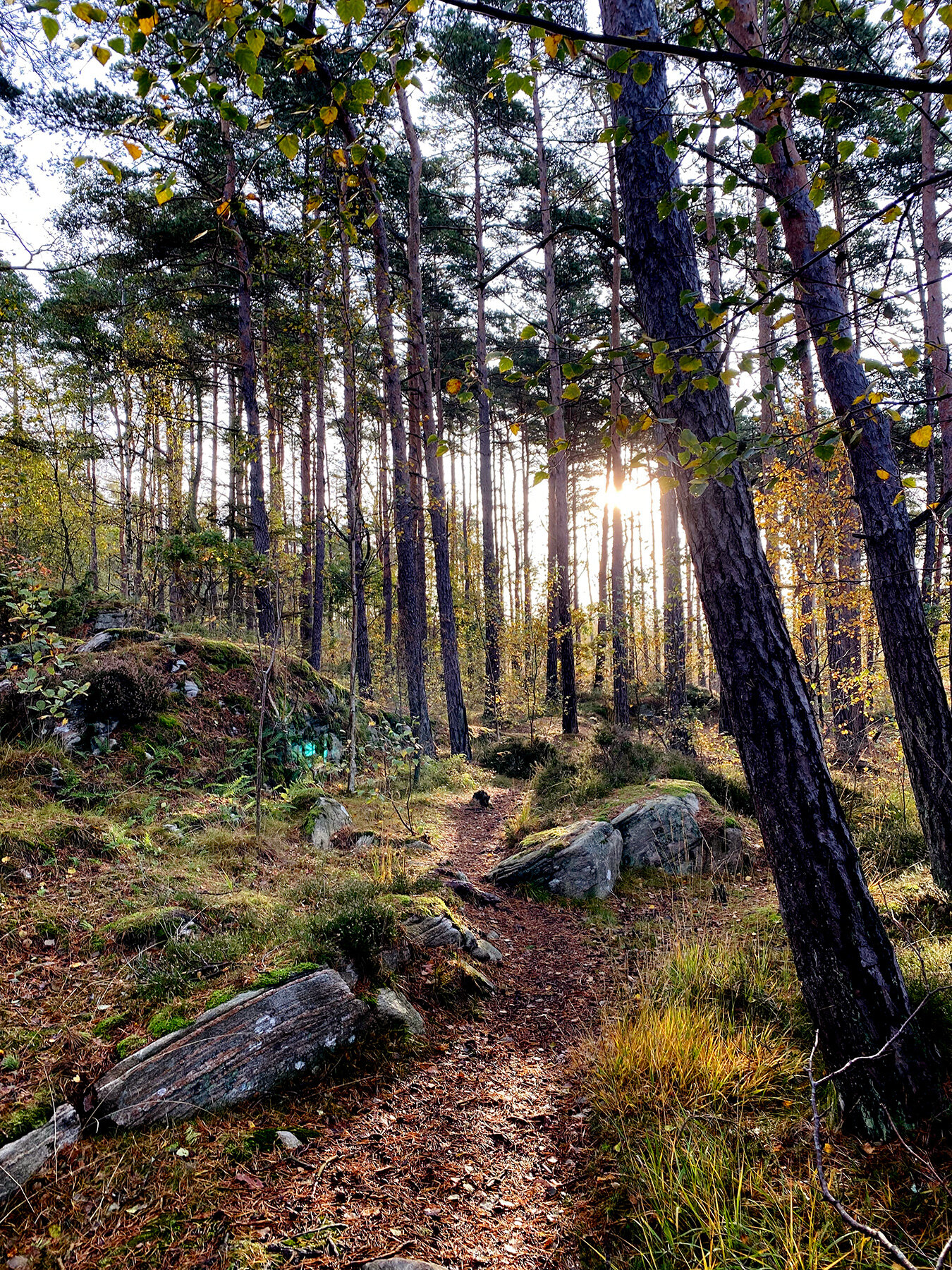 blogg-211007morgonpromenad5.jpg