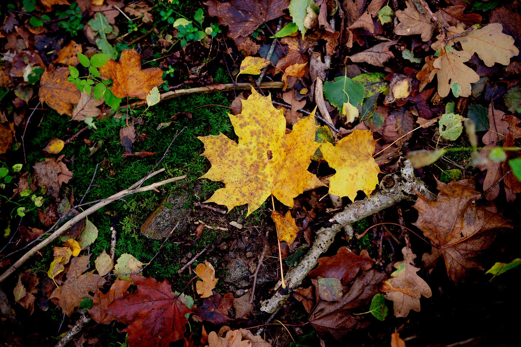 blogg-211010ambjorntorpskog2.jpg