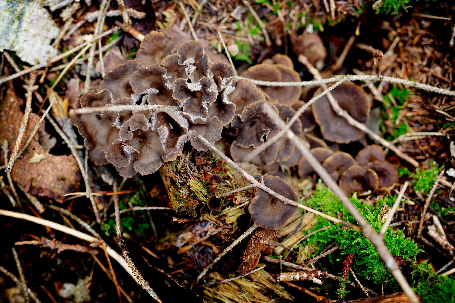 blogg-211010ambjorntorpskog4.jpg