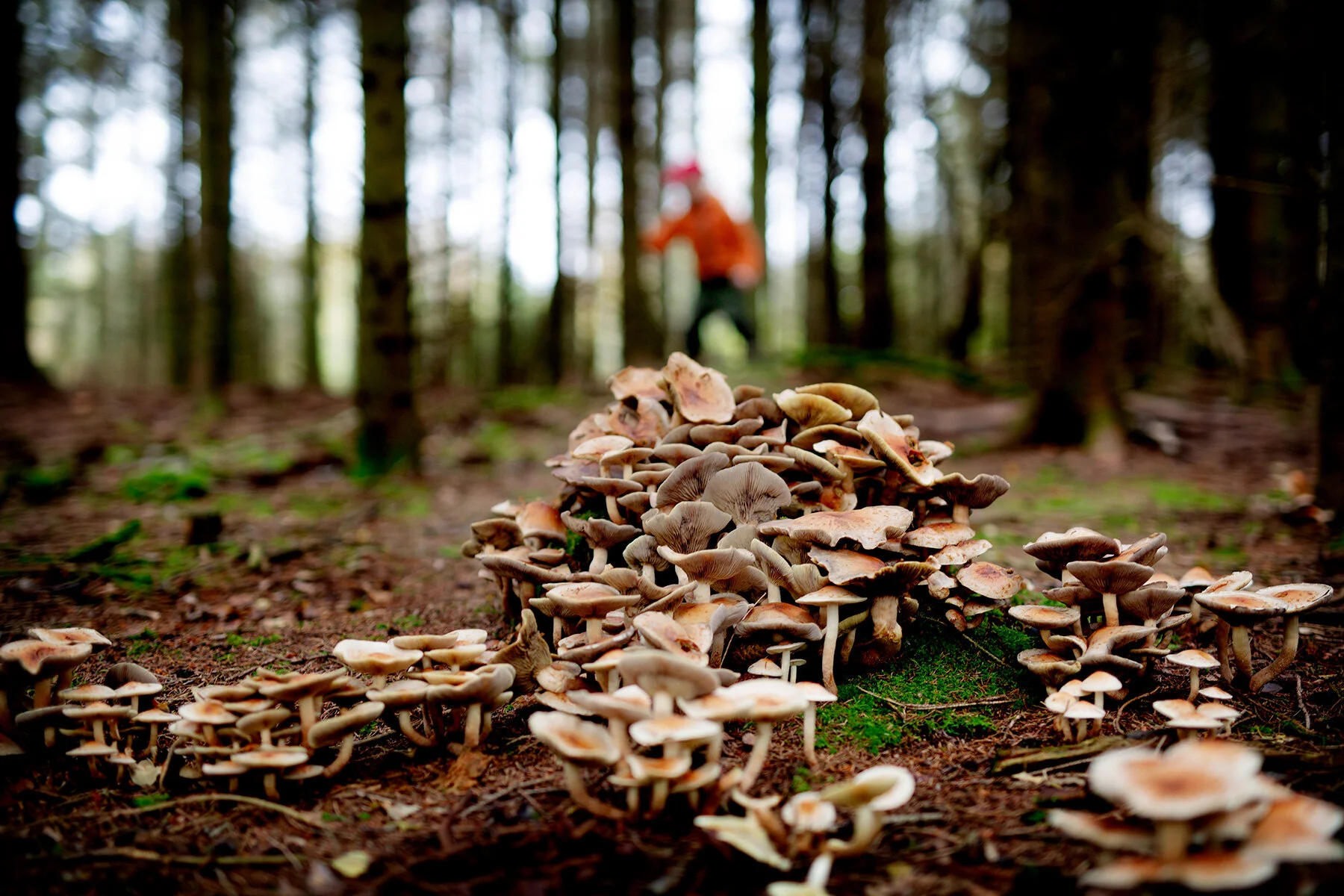 blogg-211010ambjorntorpskog6.jpg