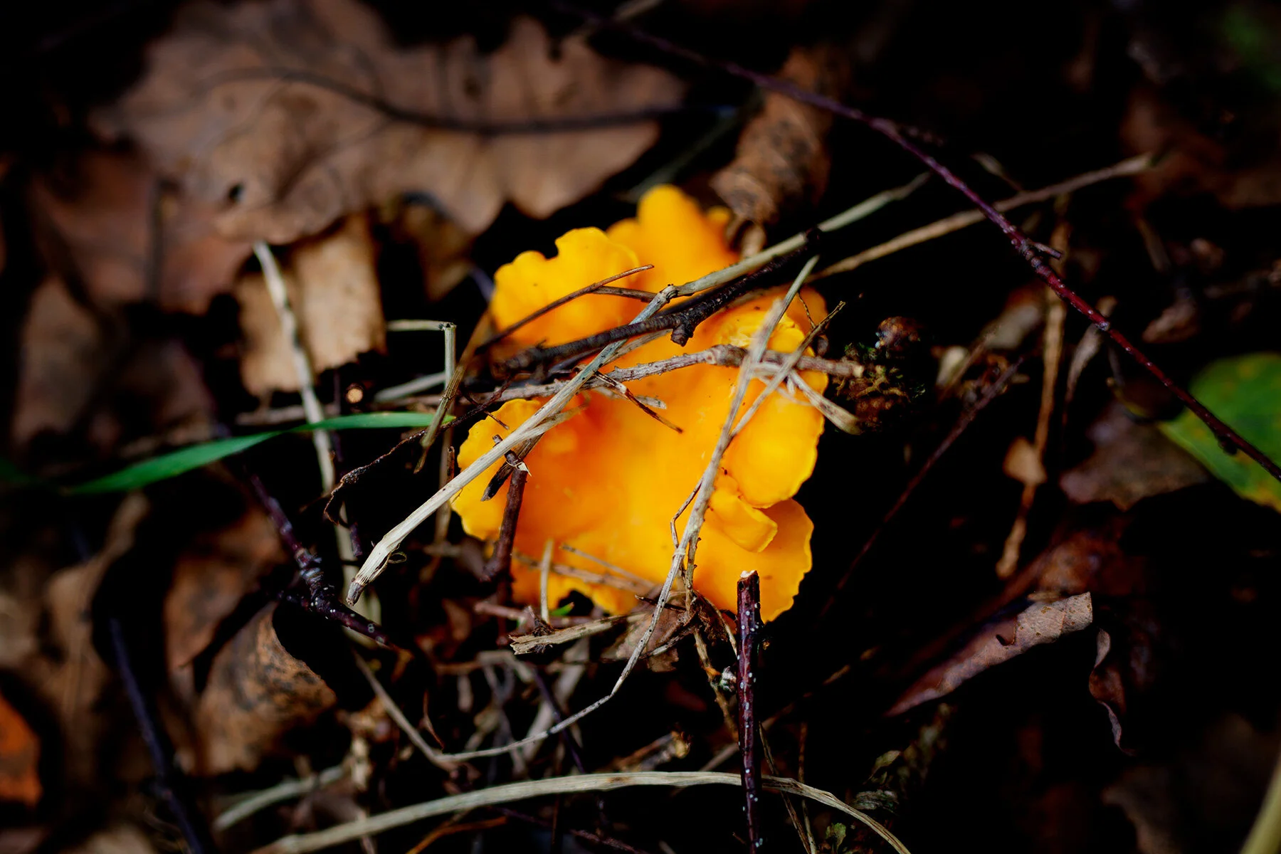 blogg-211010ambjorntorpskog8.jpg