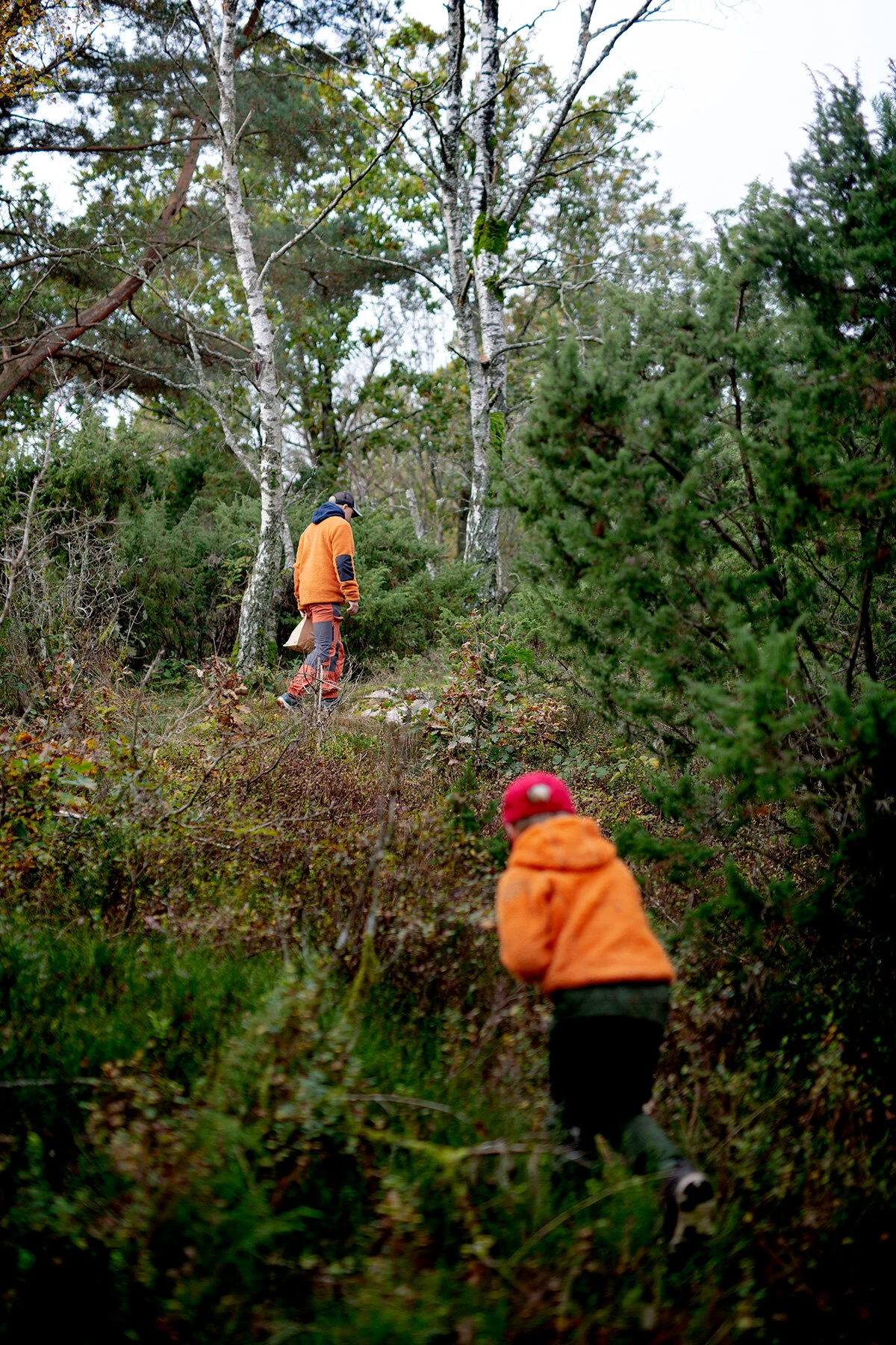 blogg-211010ambjorntorpskog9.jpg