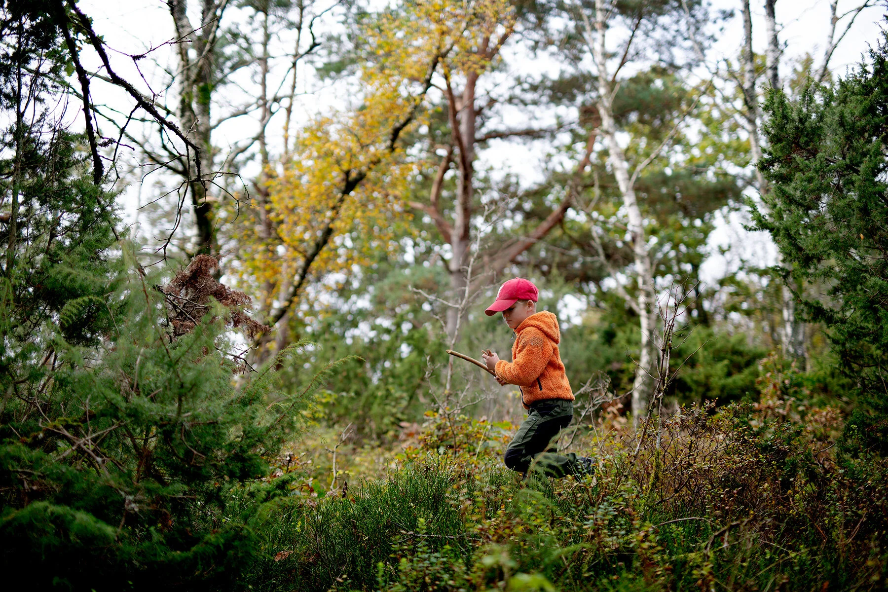 blogg-211010ambjorntorpskog11.jpg