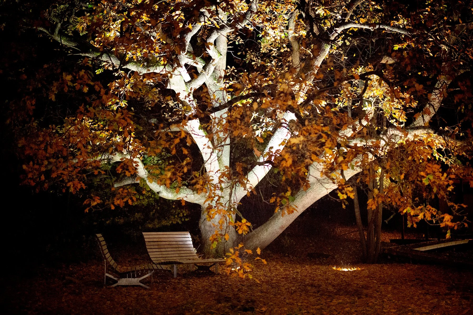 blogg-211031halloween19.jpg