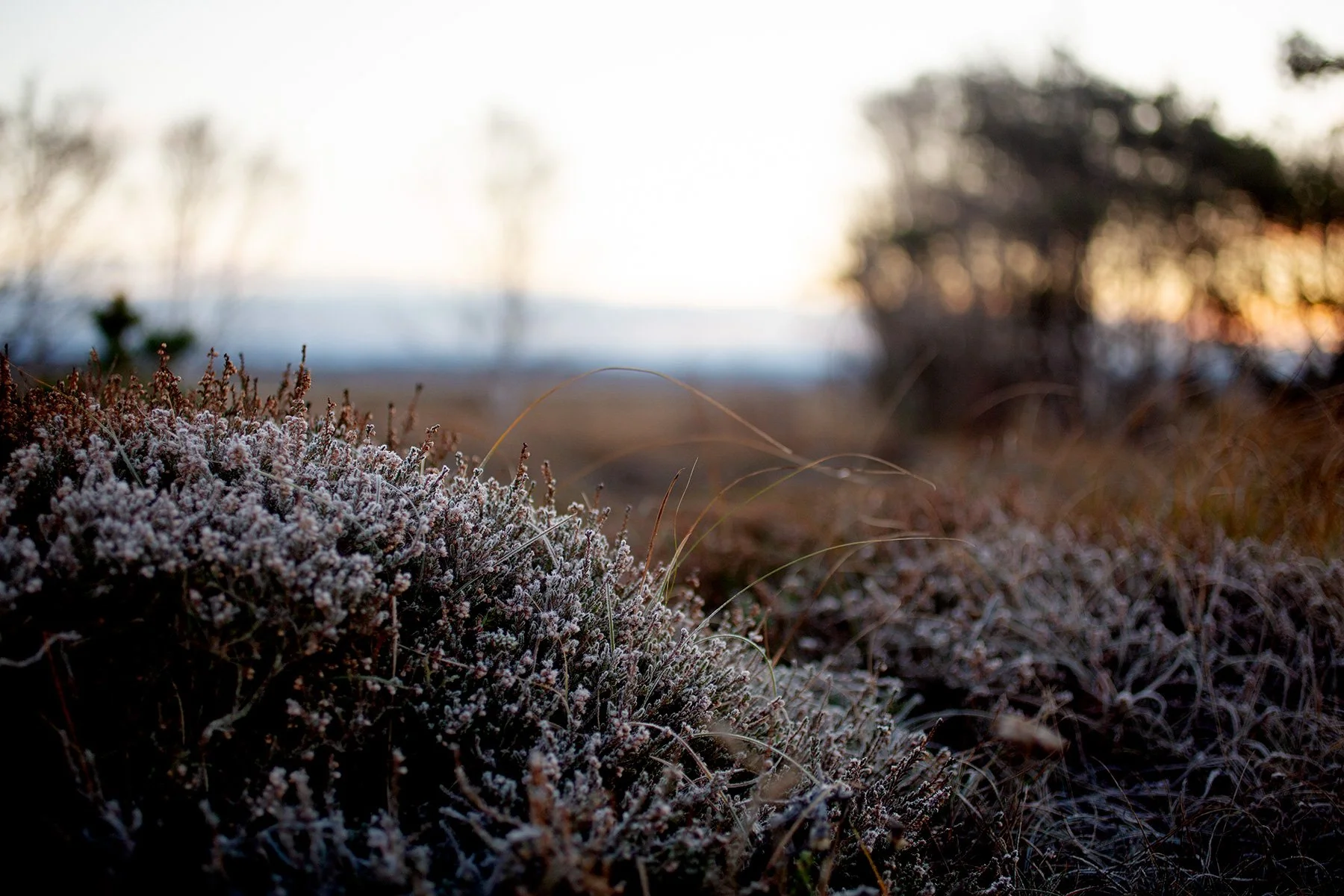 blogg-211129balepromenad1.jpg