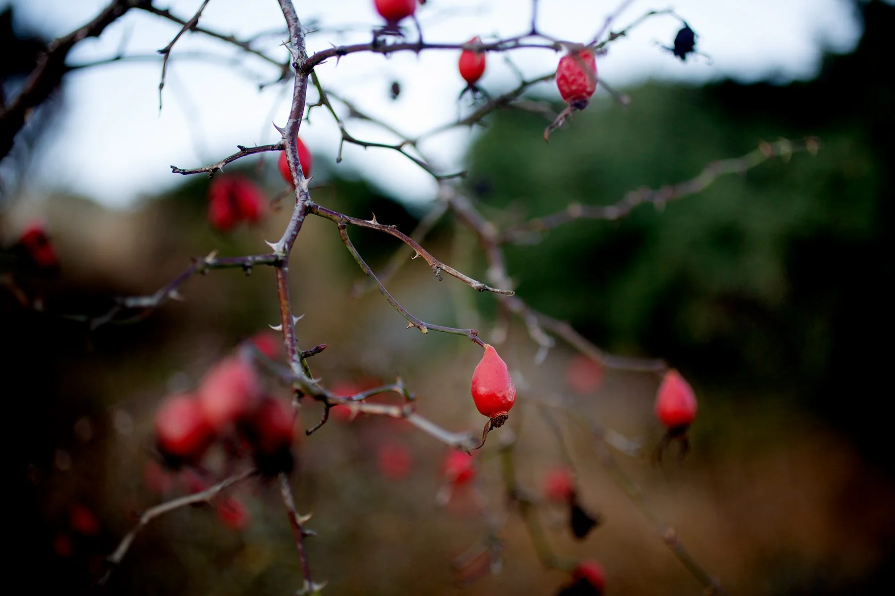 blogg-211129balepromenad6.jpg