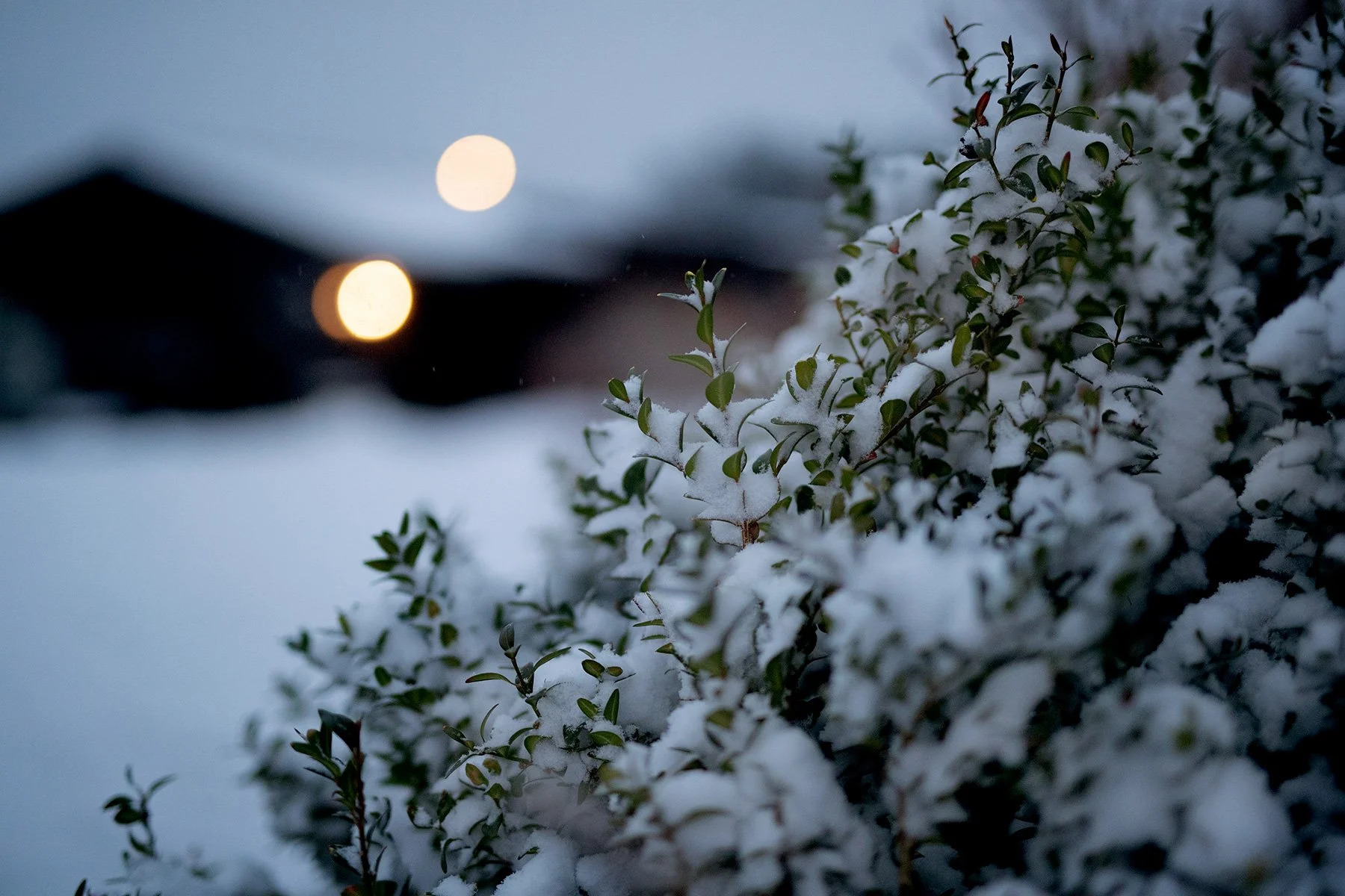 blogg-211130snomorgon11.jpg