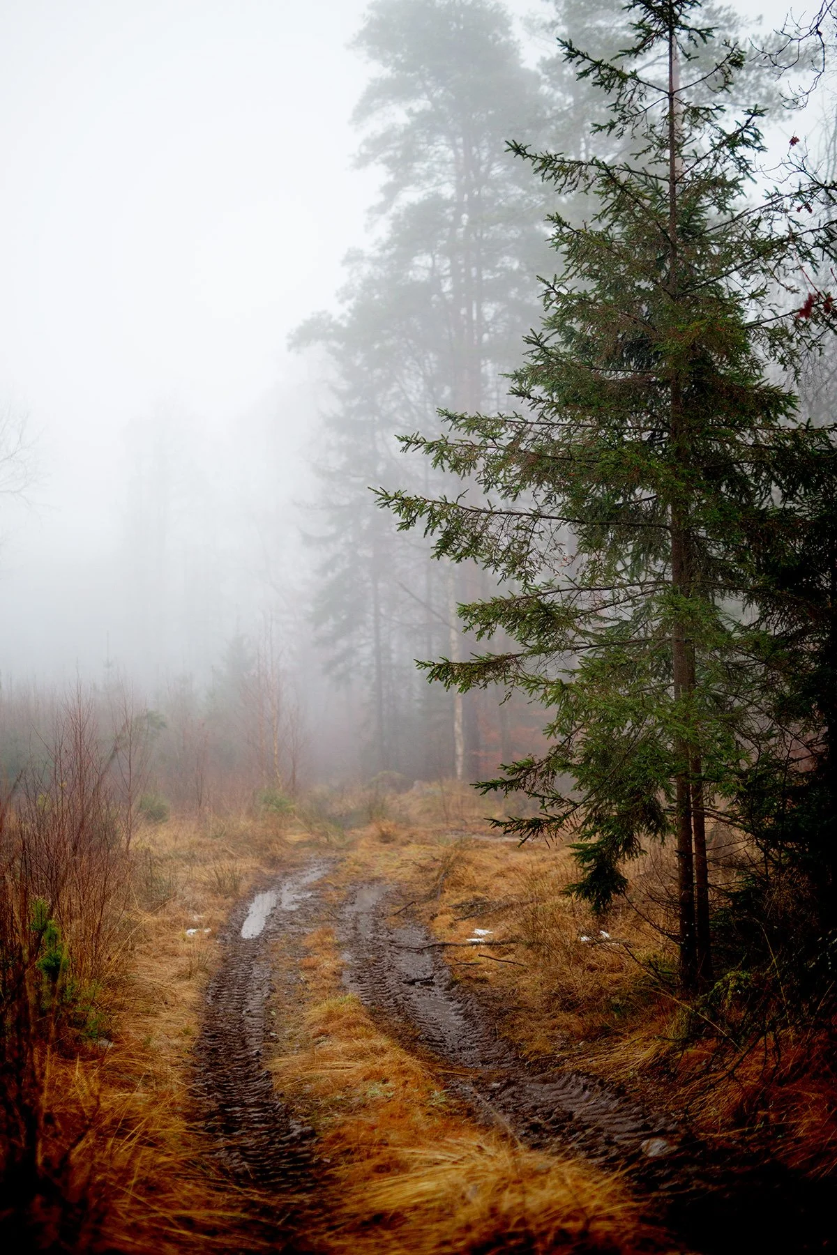 blogg-211218granhuggning2.jpg