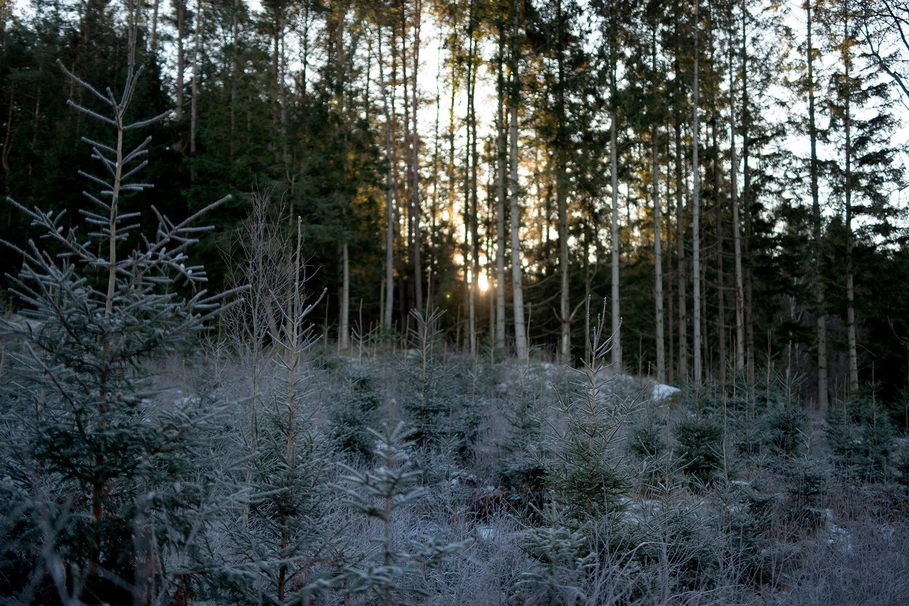 blogg-211225juldagisallstorp8.jpg
