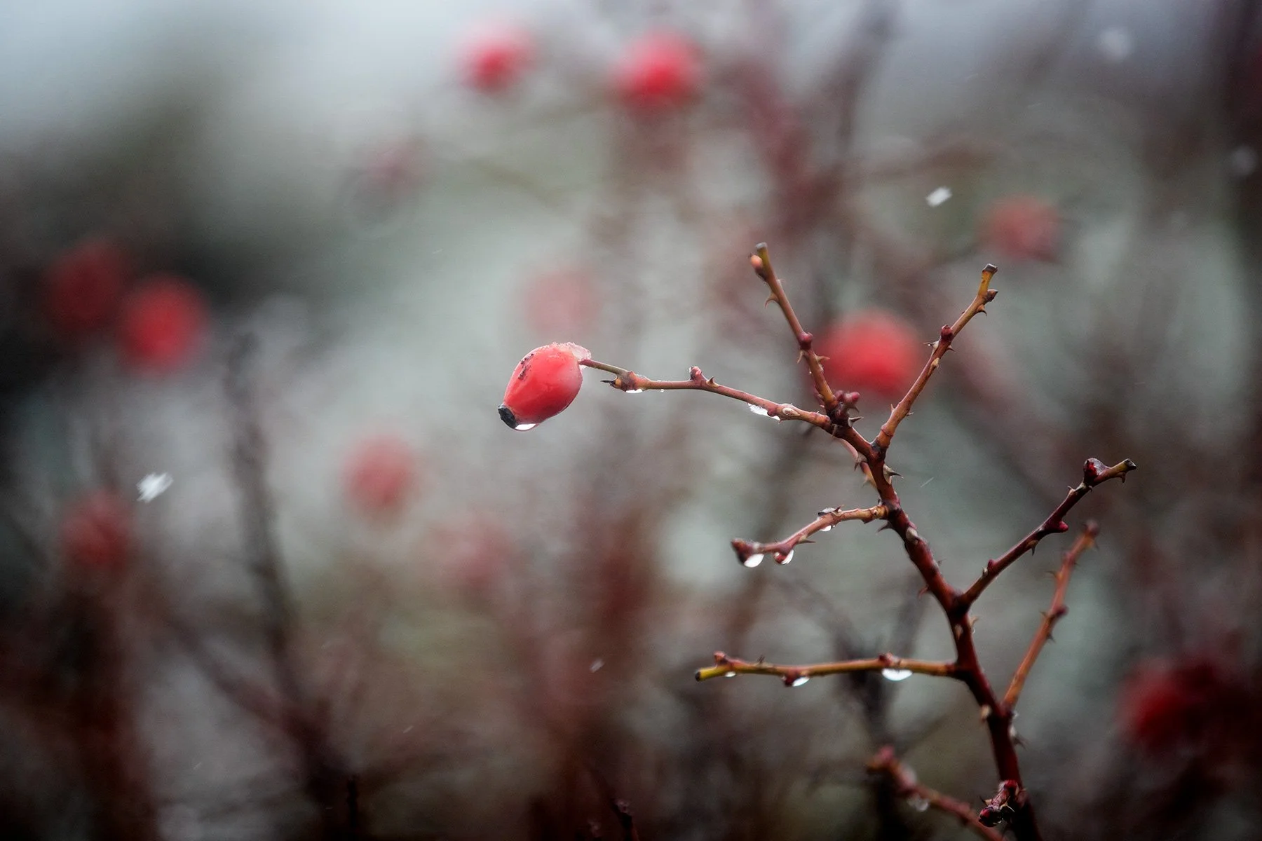 blogg-220109snogloppvidfyren10.jpg