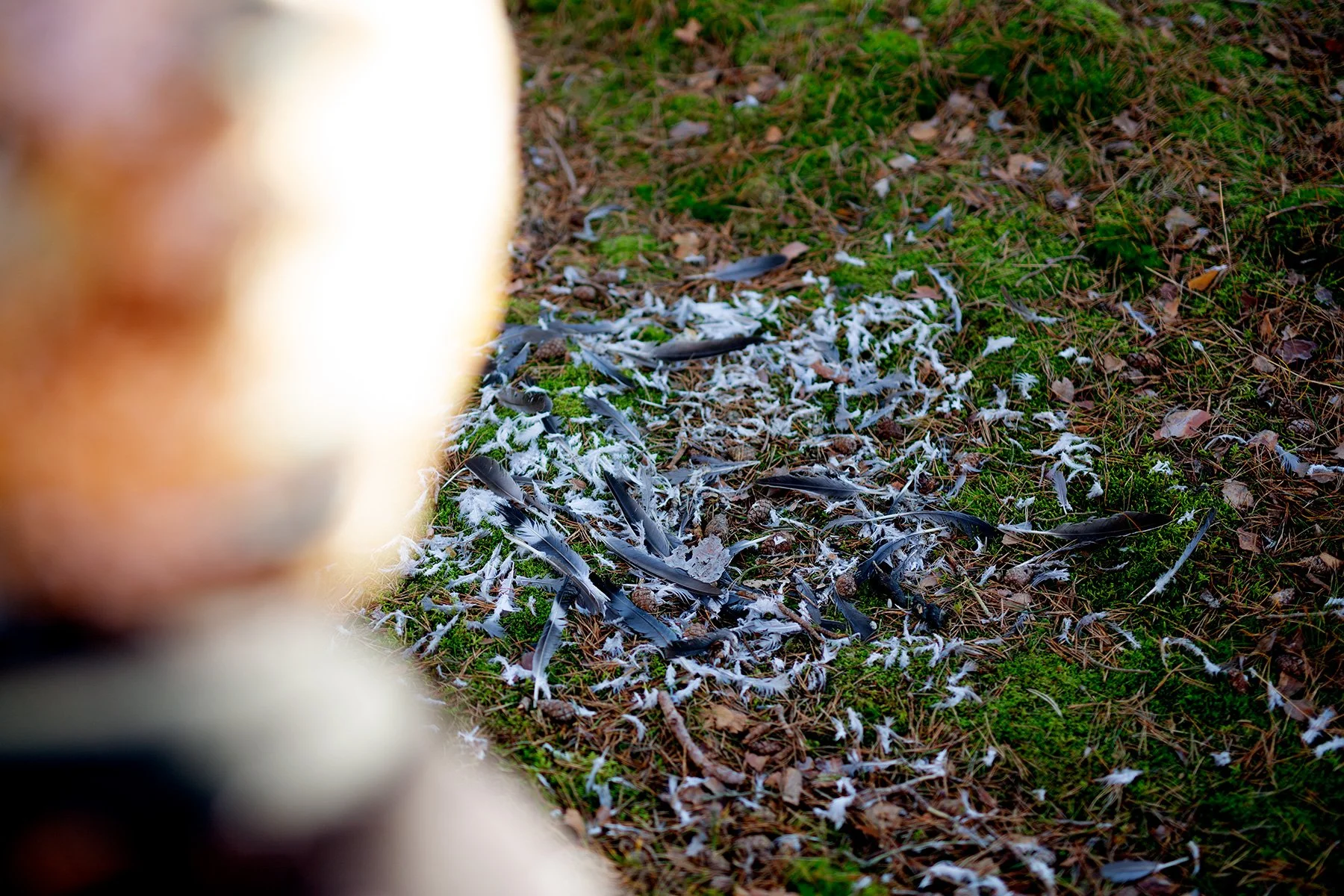 blogg-220117pinnbrodseldiskogen2.jpg