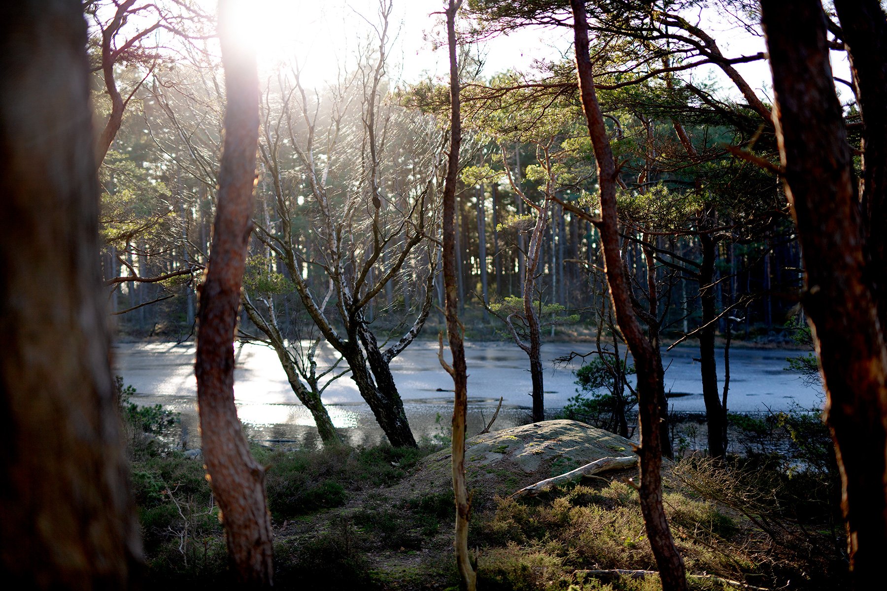 blogg-220117pinnbrodseldiskogen7.jpg