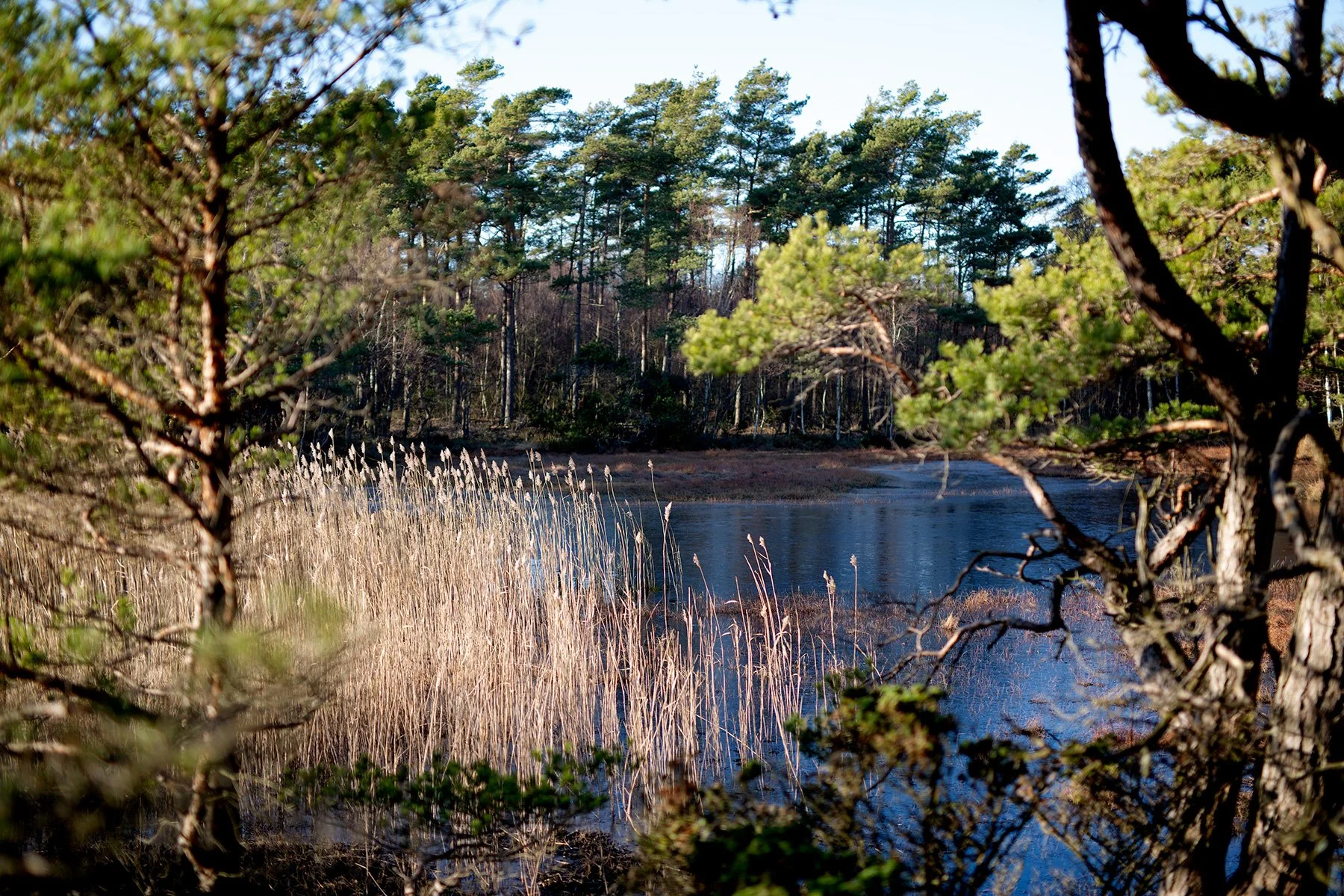 blogg-220117pinnbrodseldiskogen10.jpg