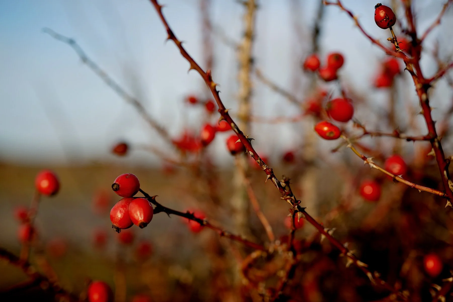 blogg-220121fyren12.jpg