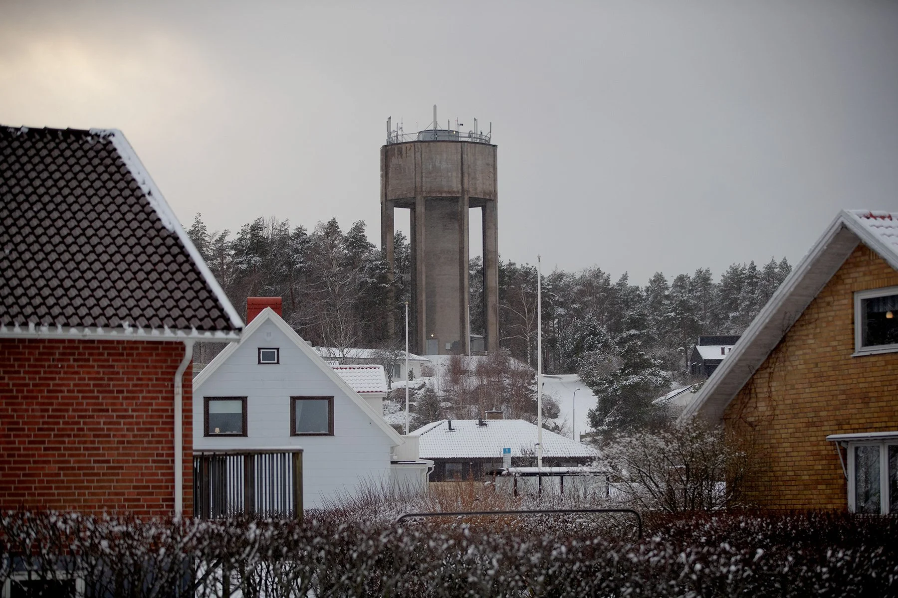 blogg-220201tradgardssnobertil4.jpg