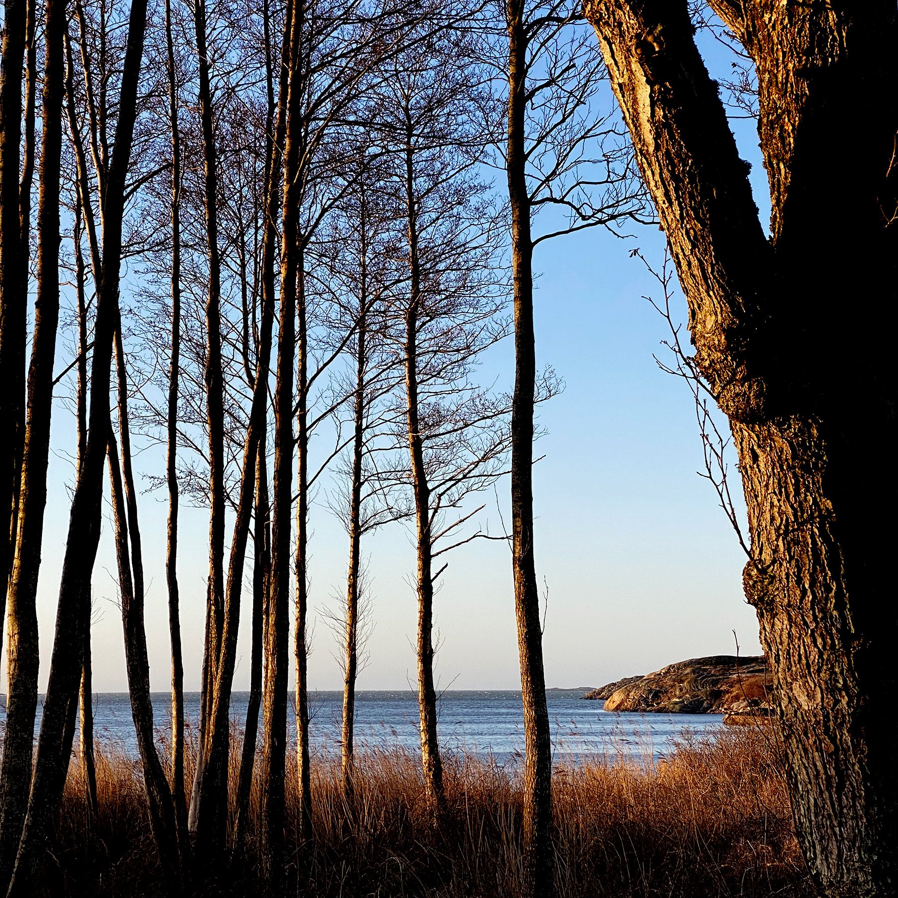 blogg-220207sanddammspromenad3.jpg