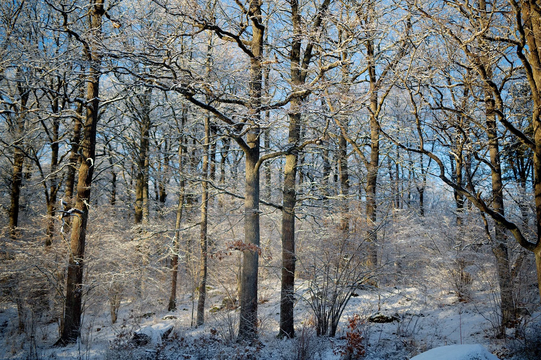 blogg-220219gommarenskogen2.jpg