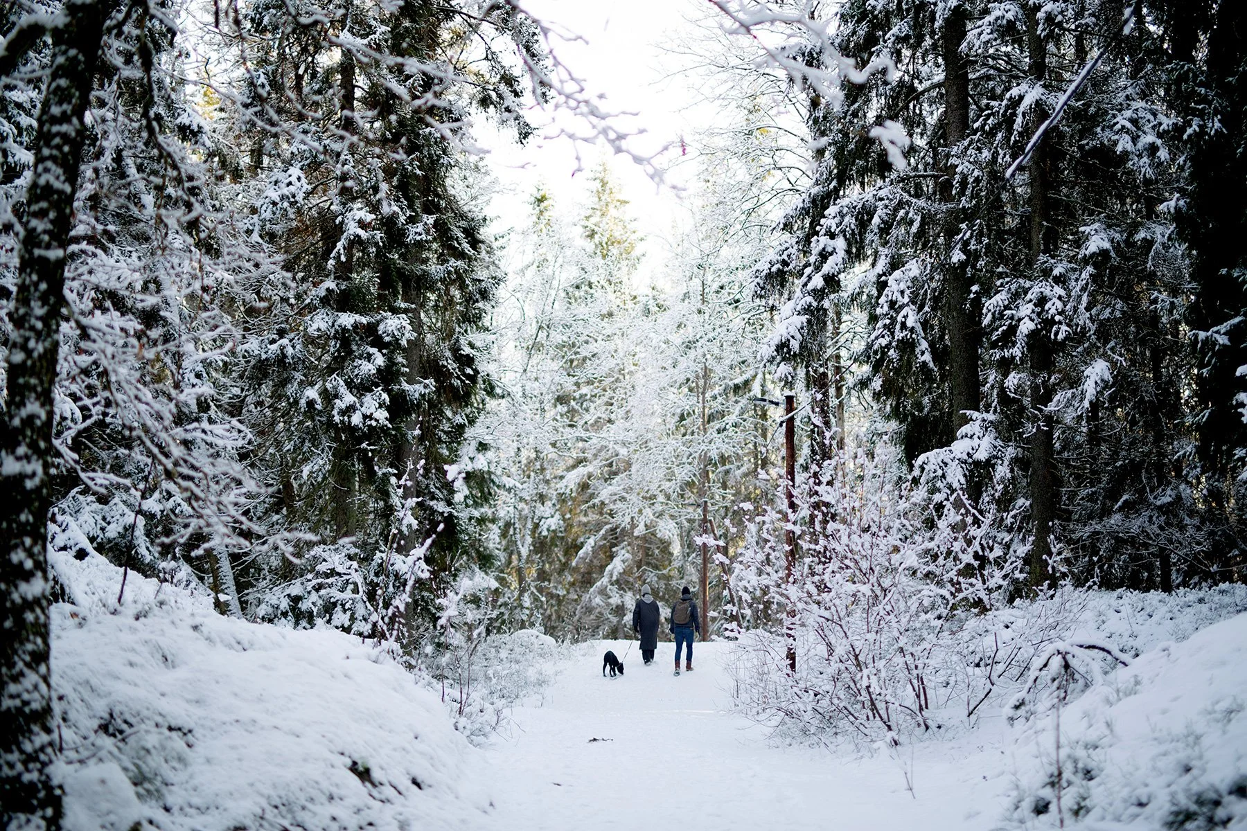 blogg-220219gommarenskogen5.jpg