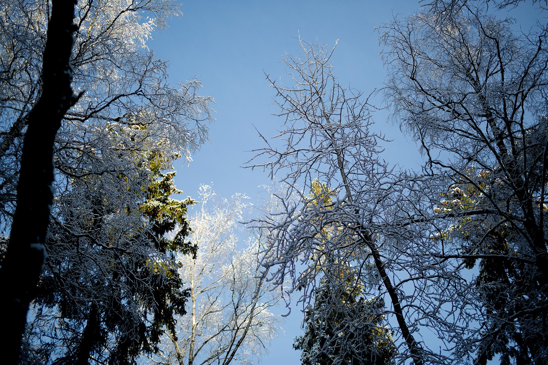 blogg-220219gommarenskogen11.jpg