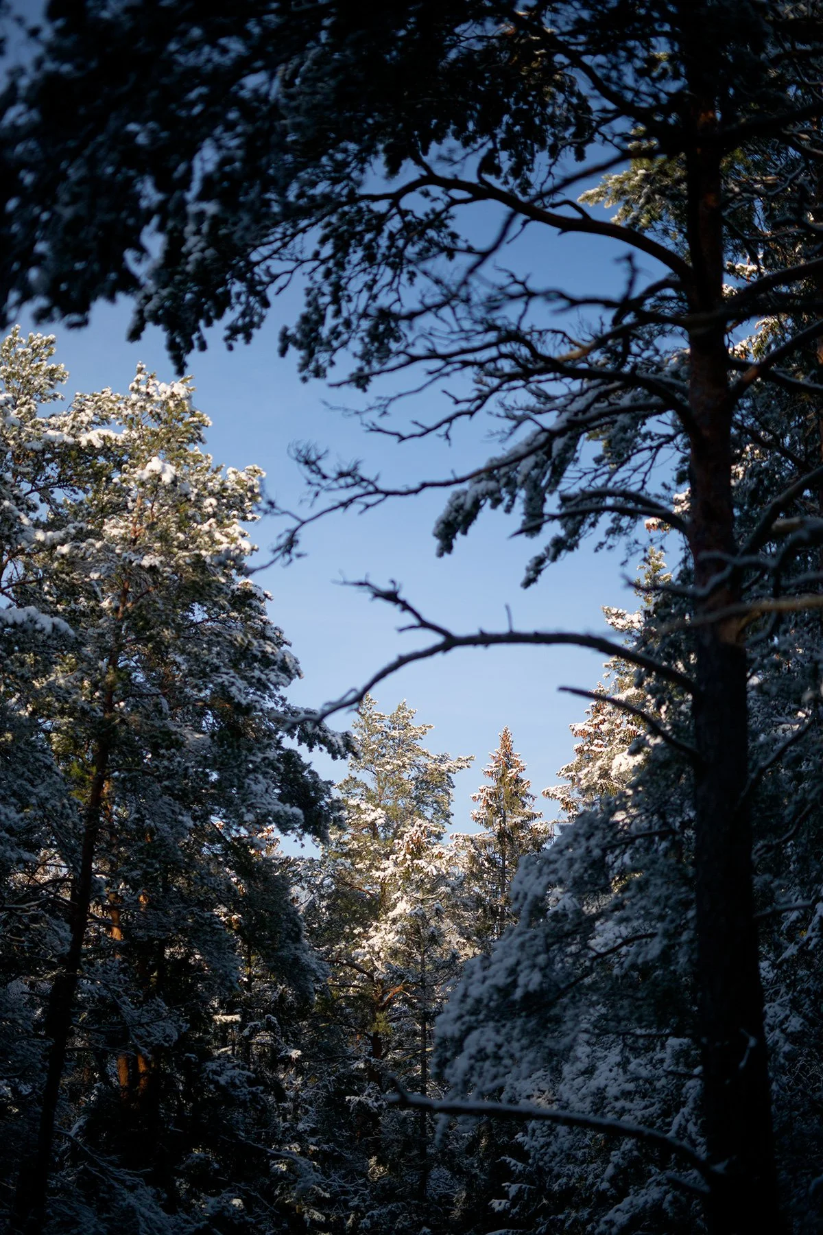blogg-220219gommarenskogen20.jpg