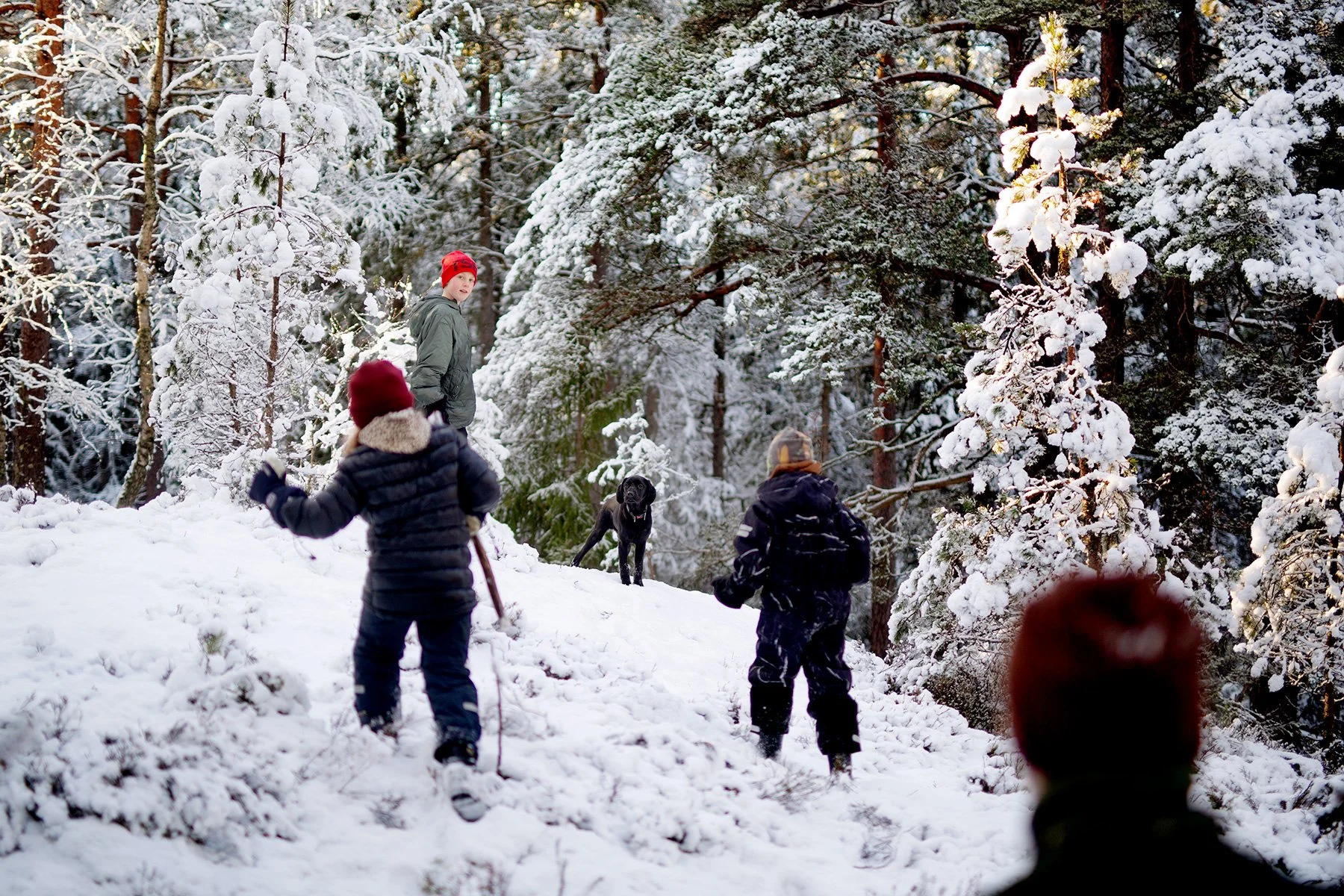 blogg-220219gommarenskogen23.jpg